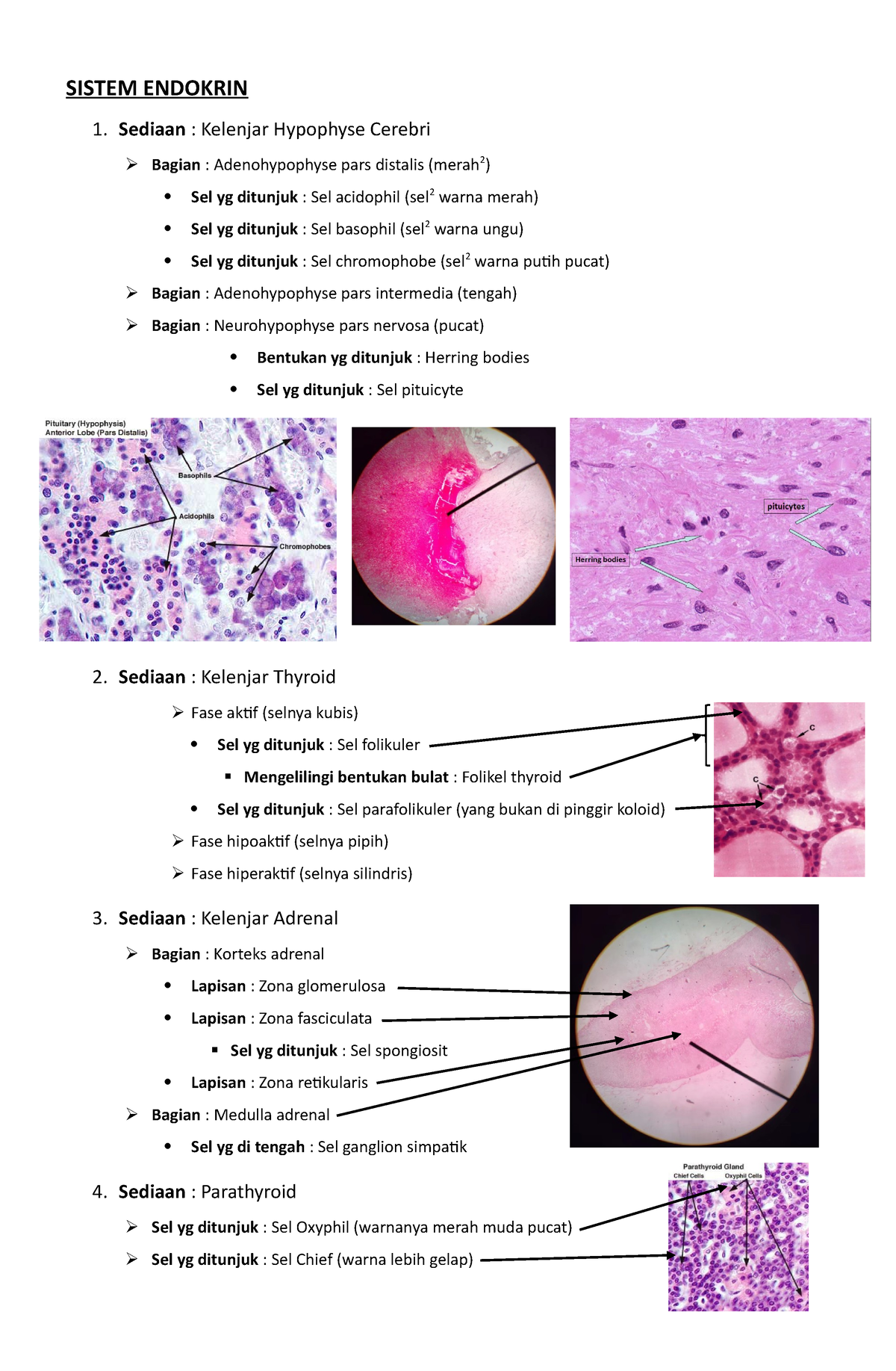 Bahan Uprak Histo Semester 4 Sistem Endokrin 1 Sediaan Kelenjar