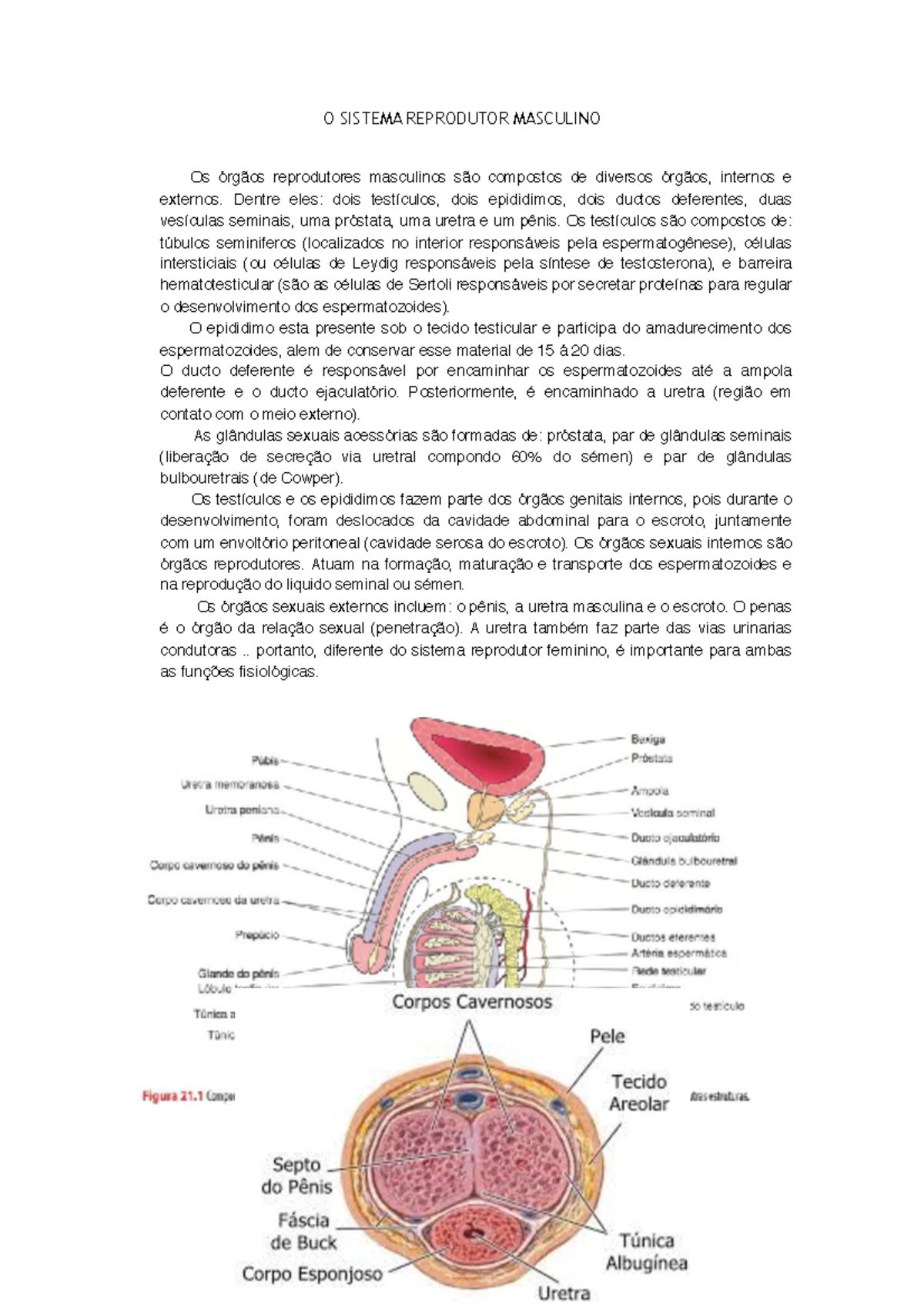 Sistema Reprodutor Masculino. - O SISTEMA REPRODUTOR MASCULINO Os ...