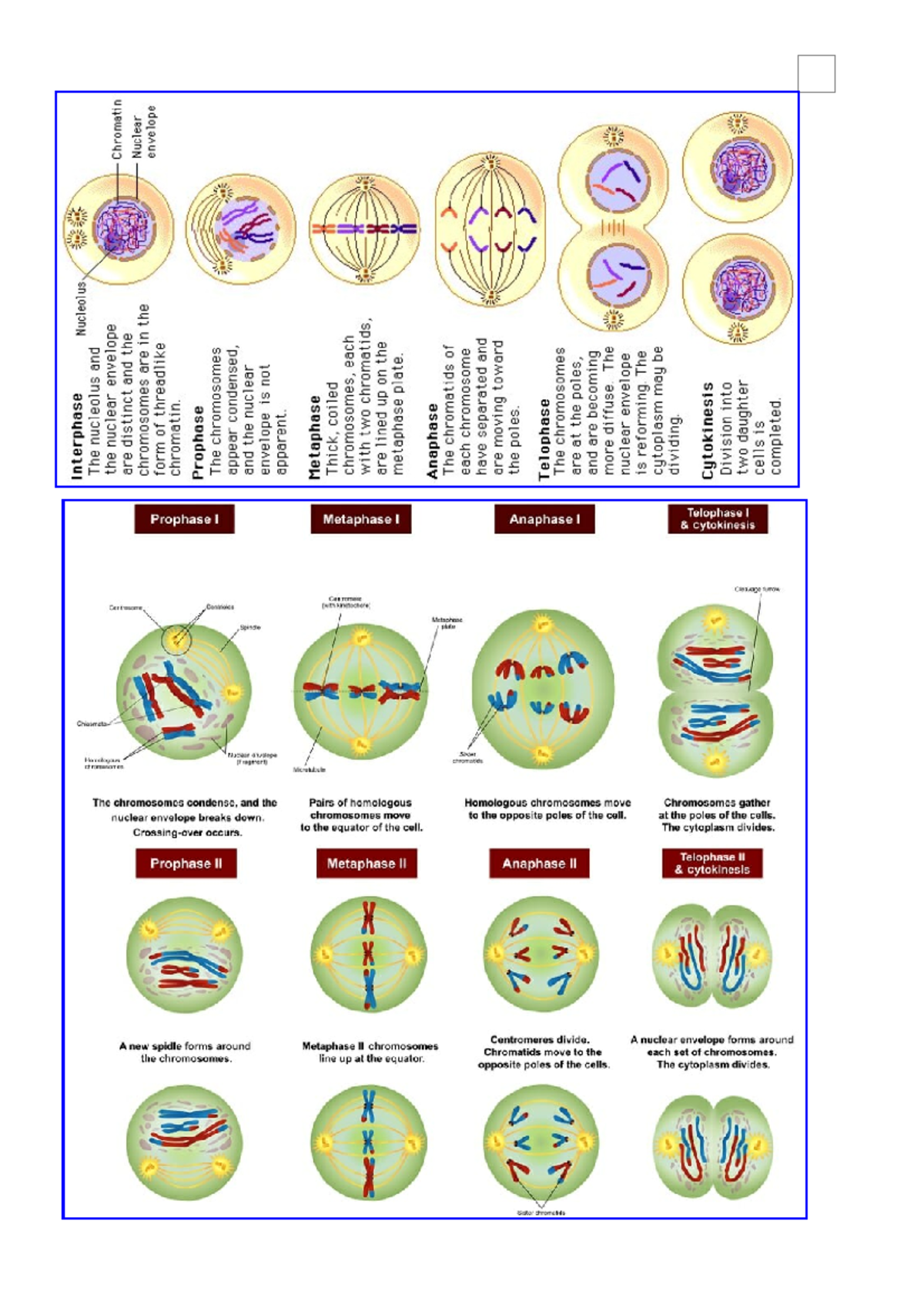 GEN Bio Class Notes - General Biology - Studocu