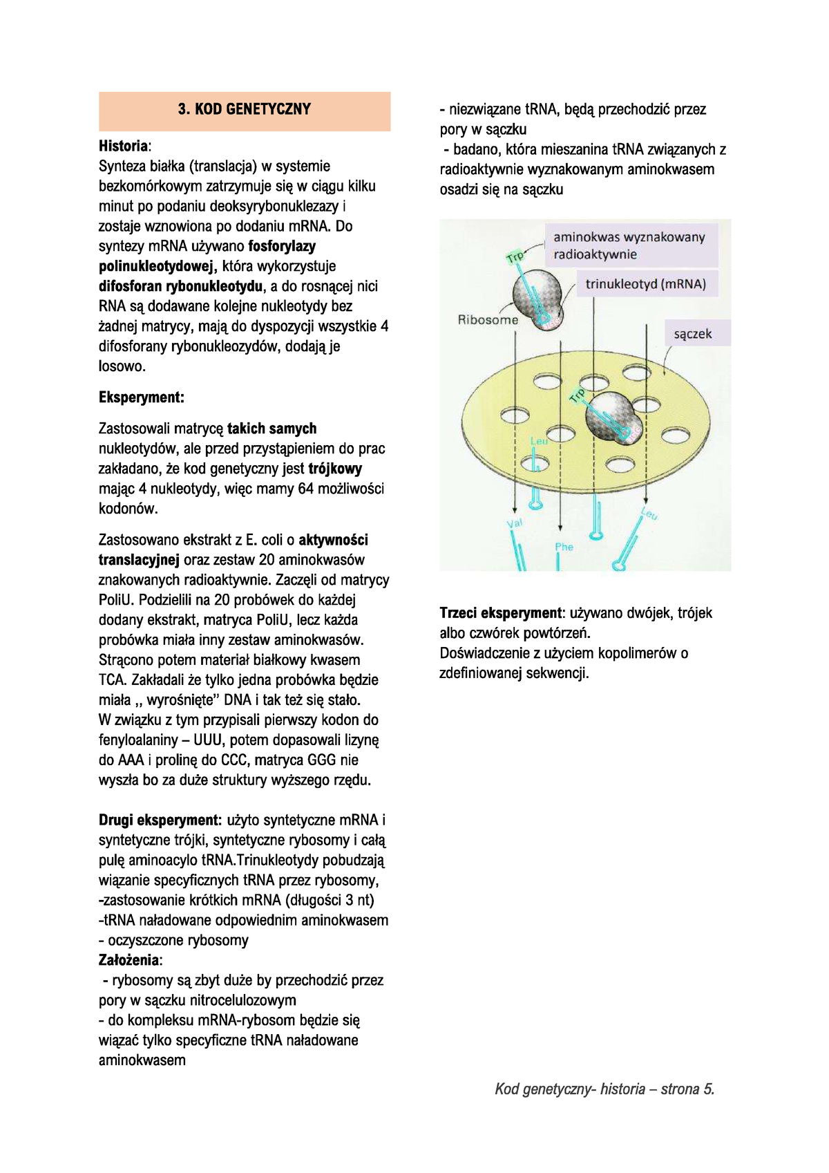 3 Euk - Notatki Z 3 Wykładu (translacja) - Biologia Molekularna ...