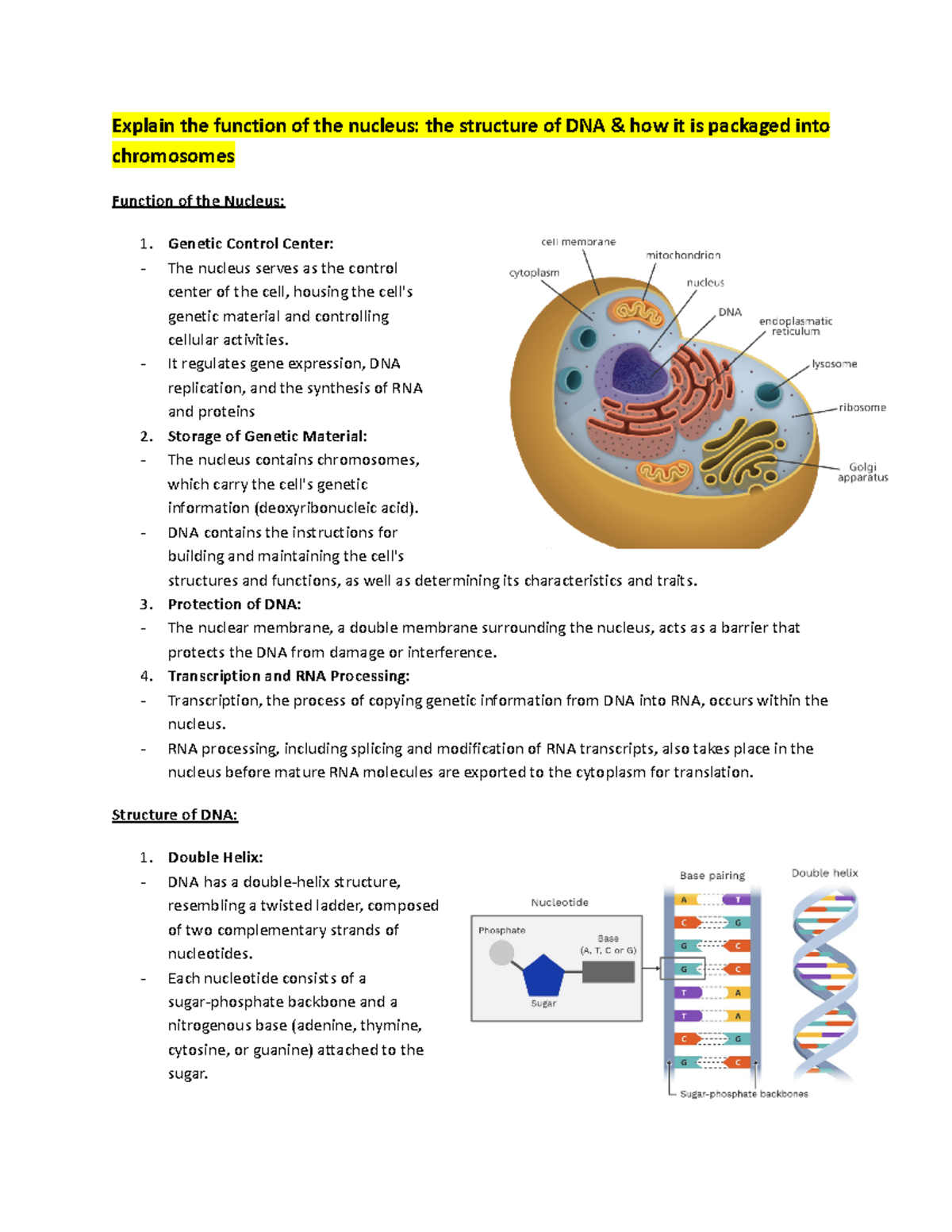 Topic 3 - Neucleus, Cytoplasm and Cell Divsion - Explain the function ...