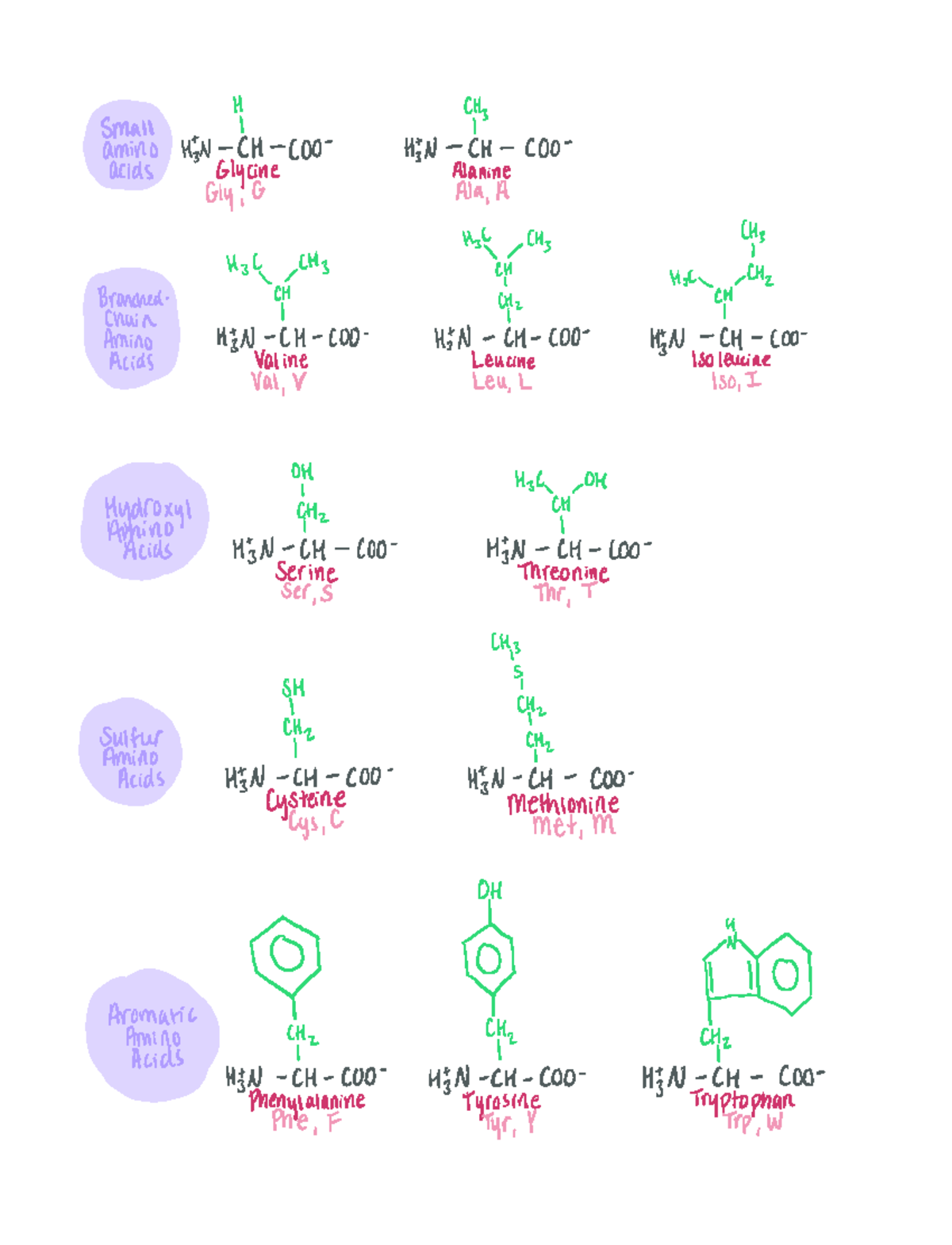 20 Essential Amino Acids - Small amino ten IH Coo Hin ti coo acids ...