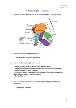 Alveolata - Alveolata Apomorphien: Bau des inneren Membrankomplexes ...