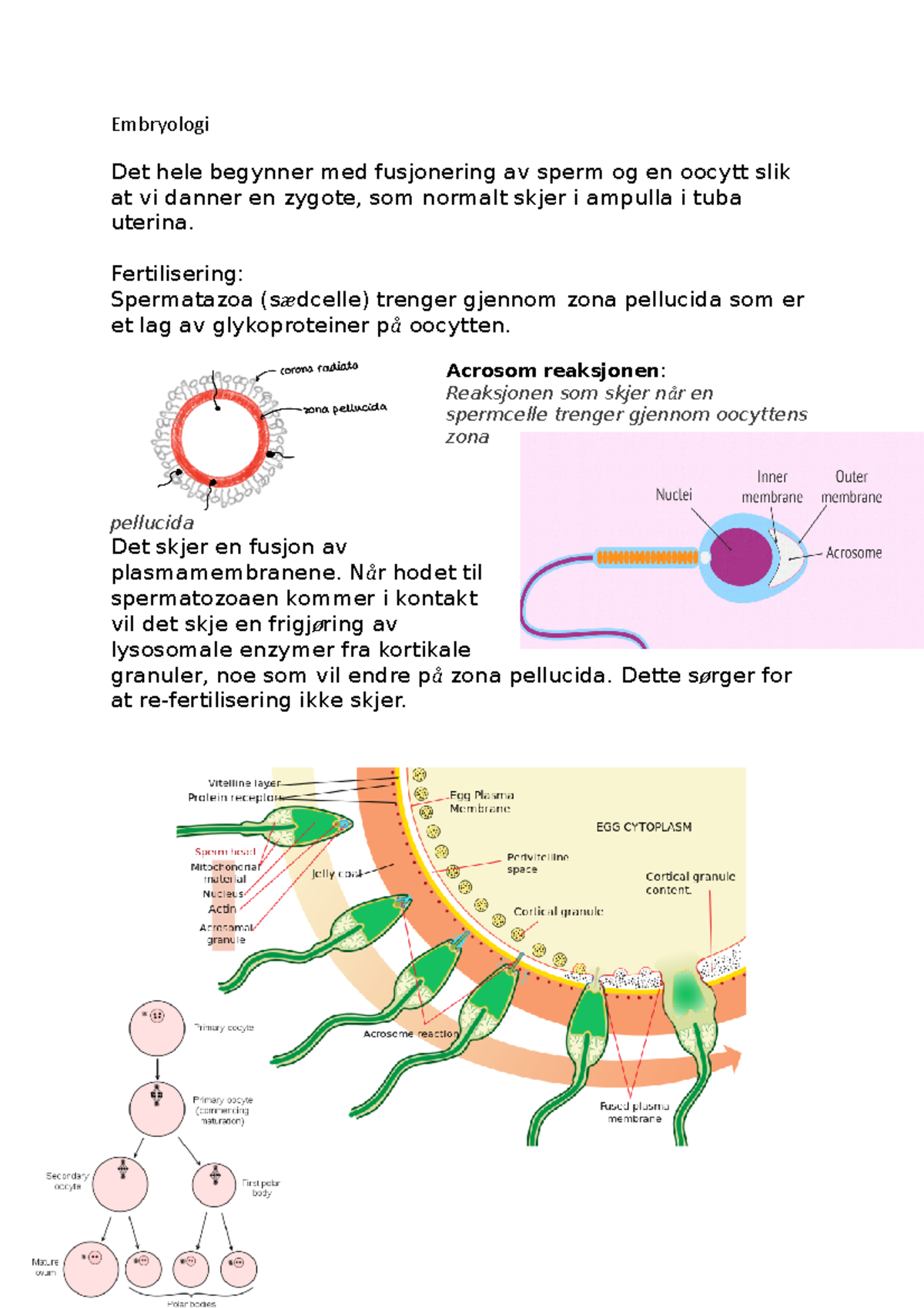 Embryologi - Embryologi Det hele begynner med fusjonering av sperm og ...