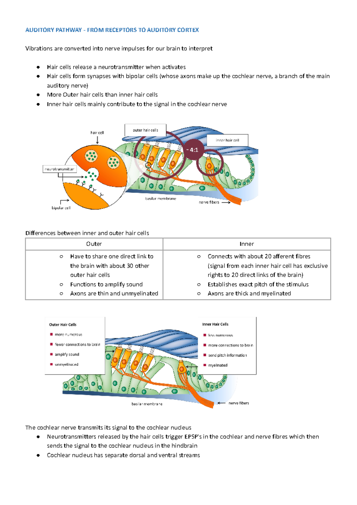 Audition - PART 2 - Psych 1XX3 module notes - AUDITORY PATHWAY - FROM ...