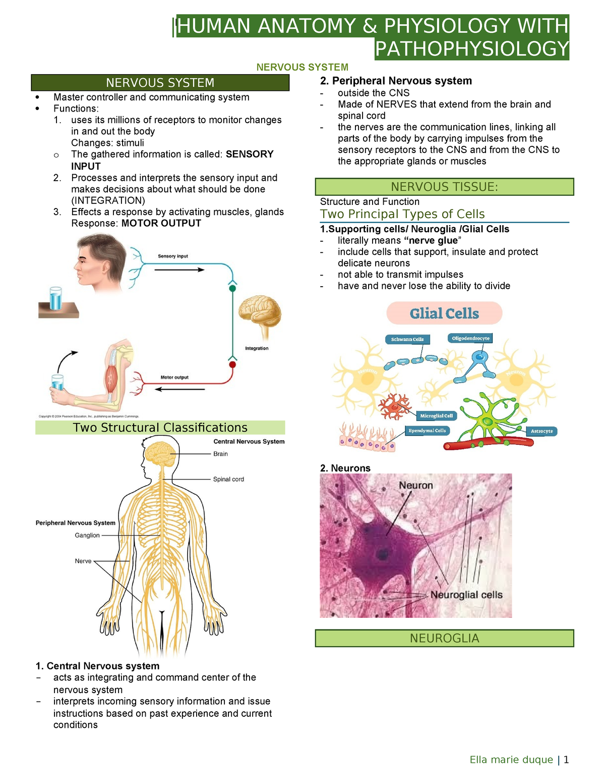 Anaphy Nervous System - notes - MIDTERM |HUMAN ANATOMY & PHYSIOLOGY ...