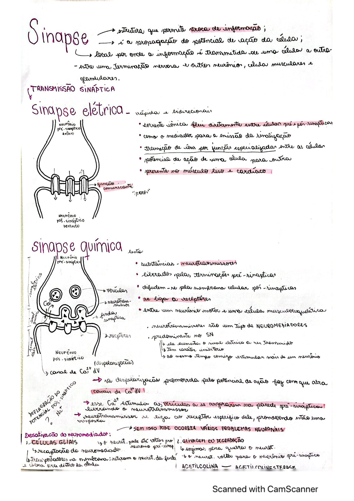 Sinapse - Fisiologia - Anotações Da Aula. - Fisiologia Animal - Studocu