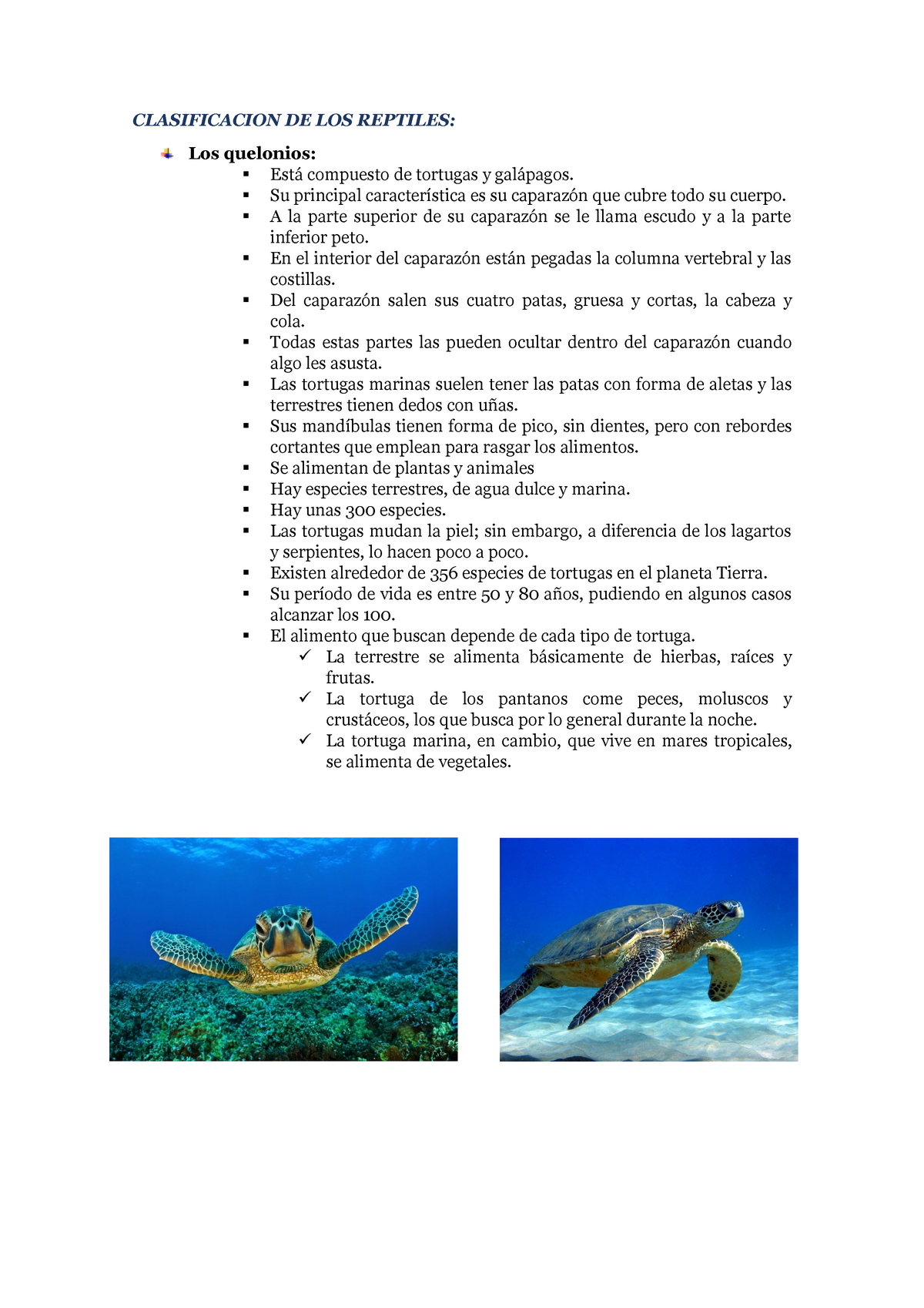 Clasificación De Los Reptiles Y Descripción De Sus Cualidades ...