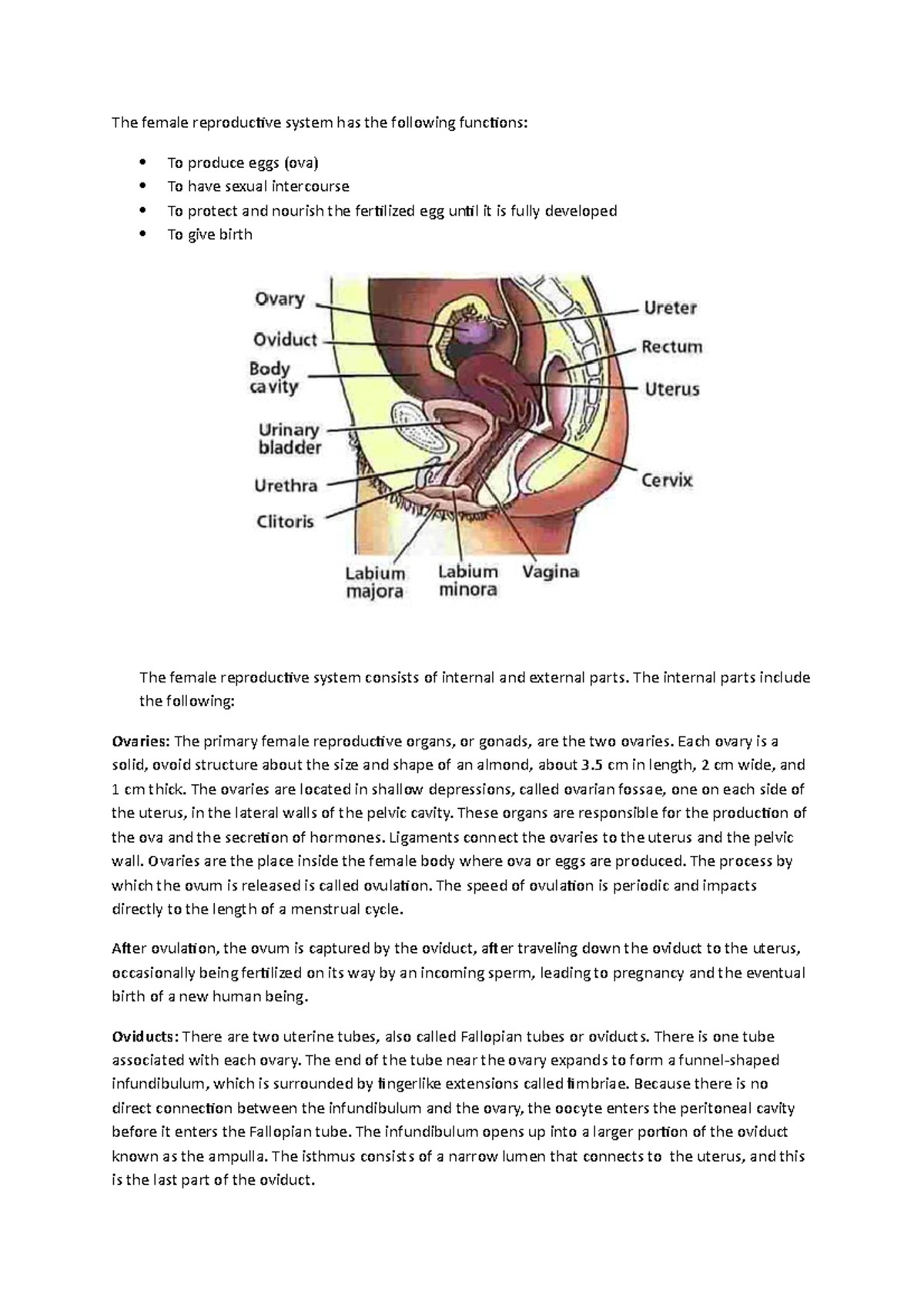 Notes on the Human Female Reproductive System - The female reproductive ...