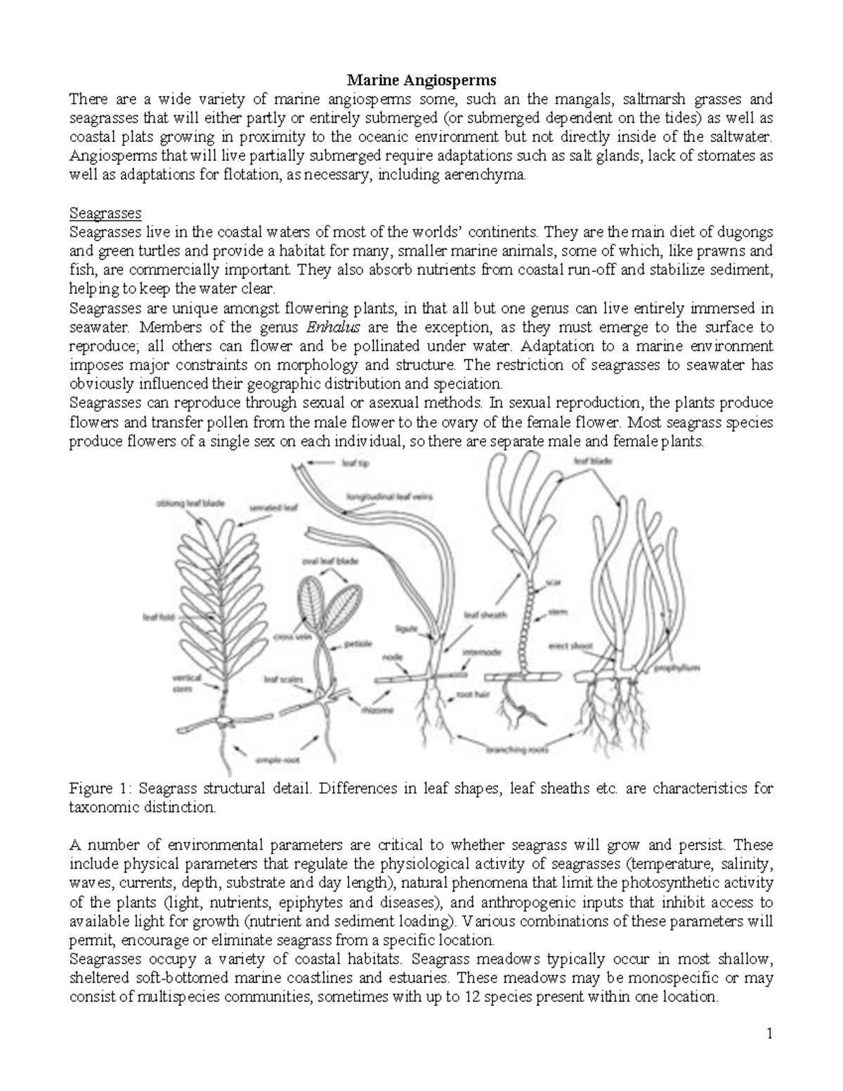 Video 3 - introduction to marine botany - Marine Angiosperms There are ...