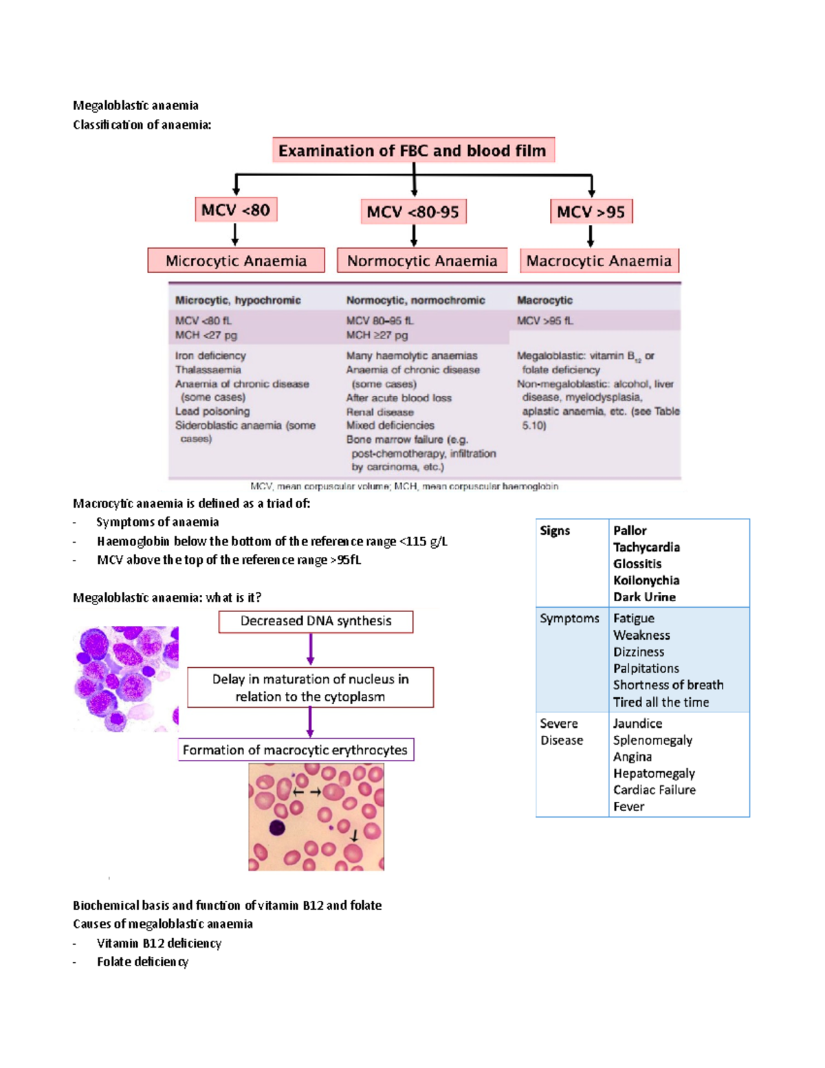 megaloblastic-anaemia-megaloblastic-anaemia-classification-of-anaemia