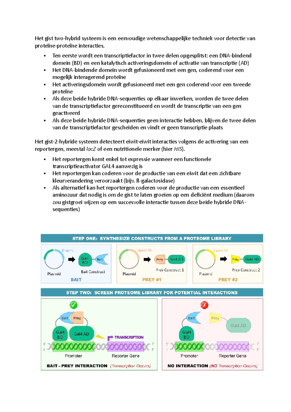 Gist two-hybrid systeem - Ten eerste wordt een transcriptiefactor in ...