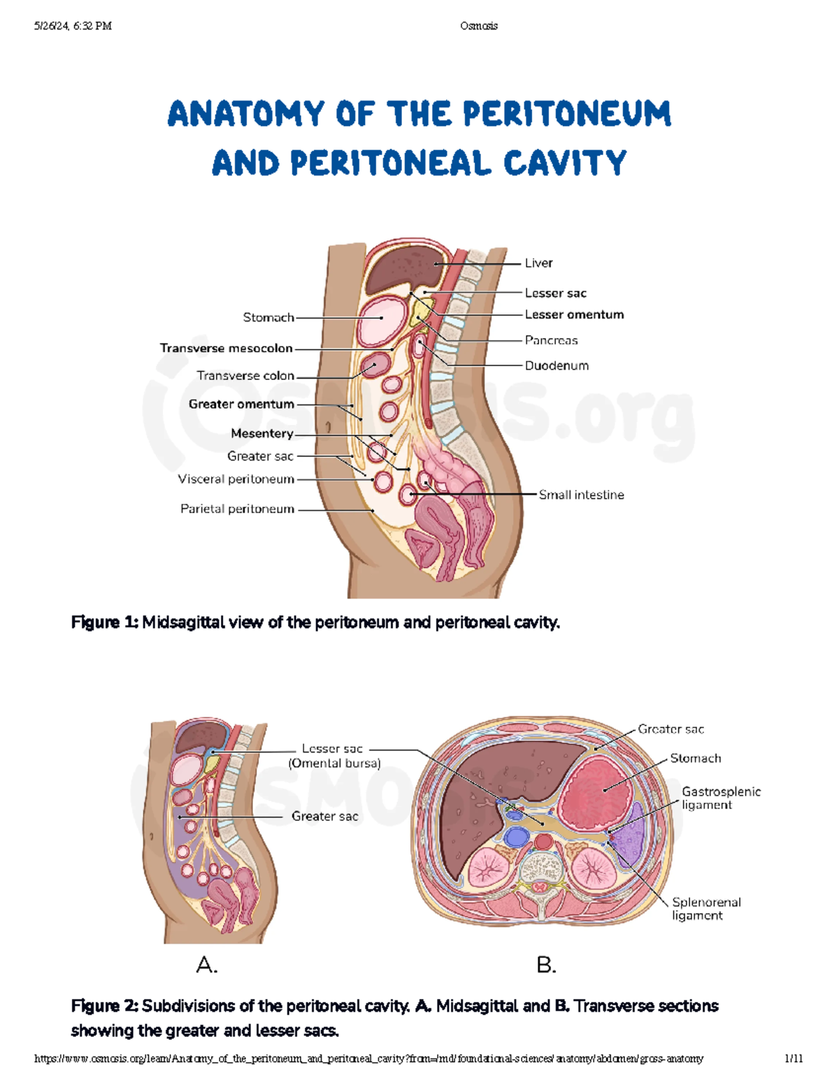 Peritoneum - Summary Gross Anatomy - ANATOMY OF THE PERITONEUM AND ...