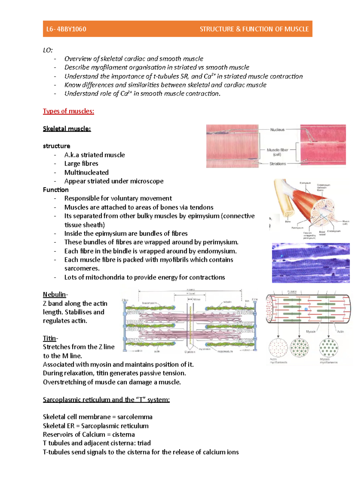 L6- Muscle cells - LO: _- Overview of skeletal cardiac and smooth ...