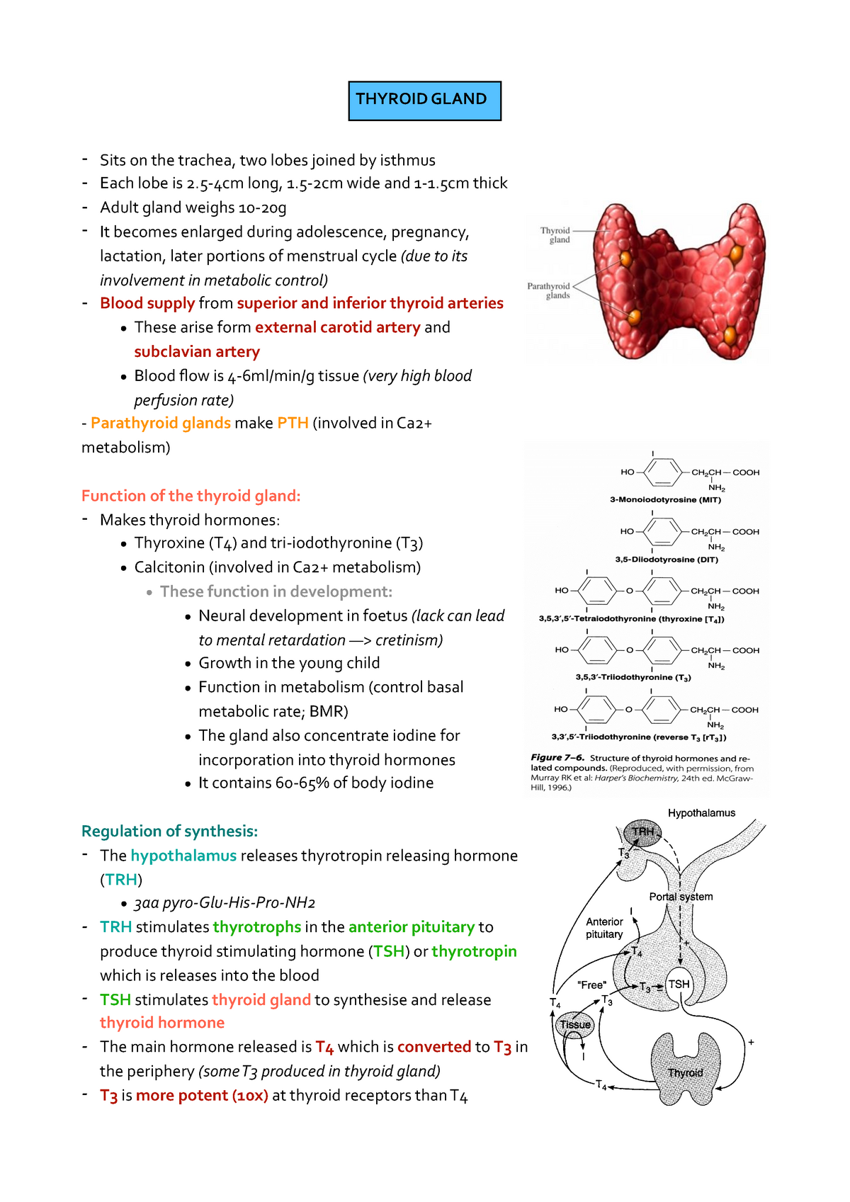 Thyroid gland notes - Sits on the trachea, two lobes joined by isthmus ...