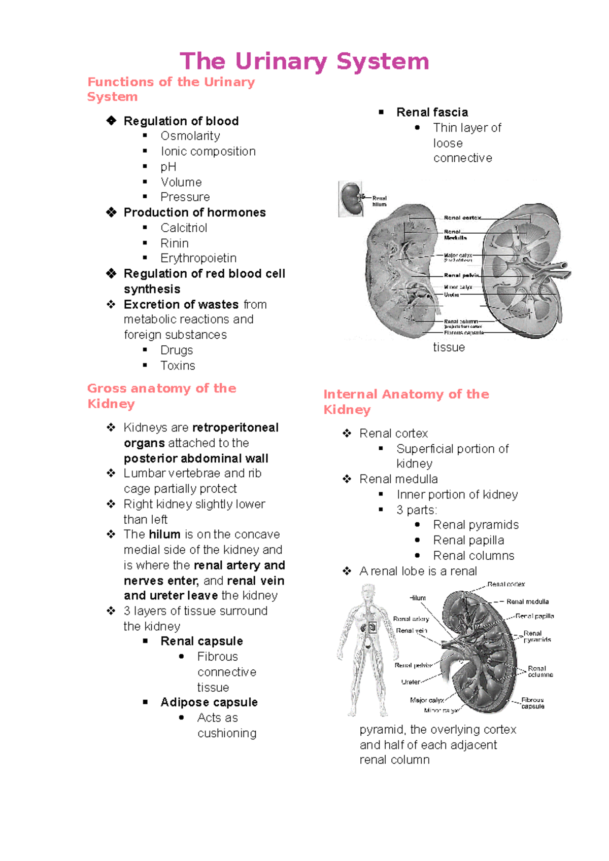 The Urinary System - The Urinary System Functions of the Urinary System ...