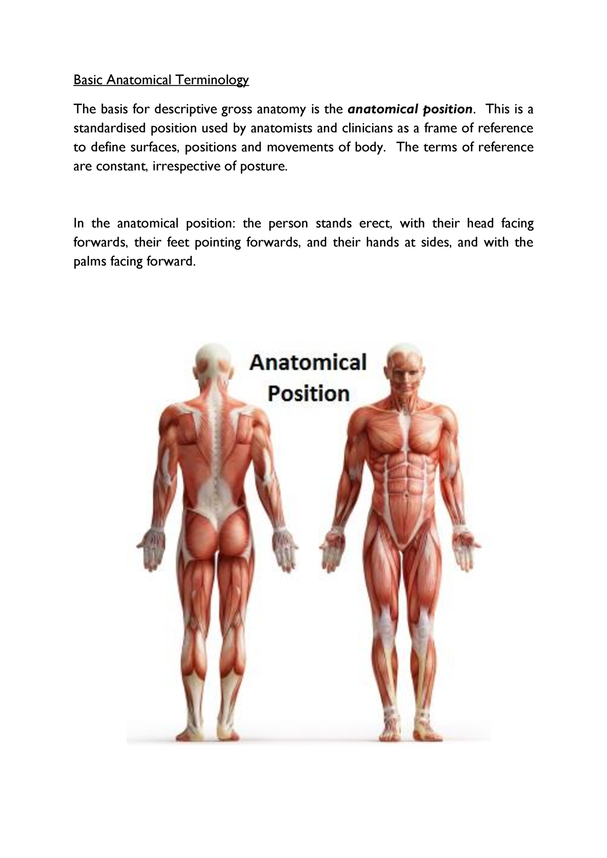 basic-anatomical-terminology-this-is-a-standardised-position-used-by