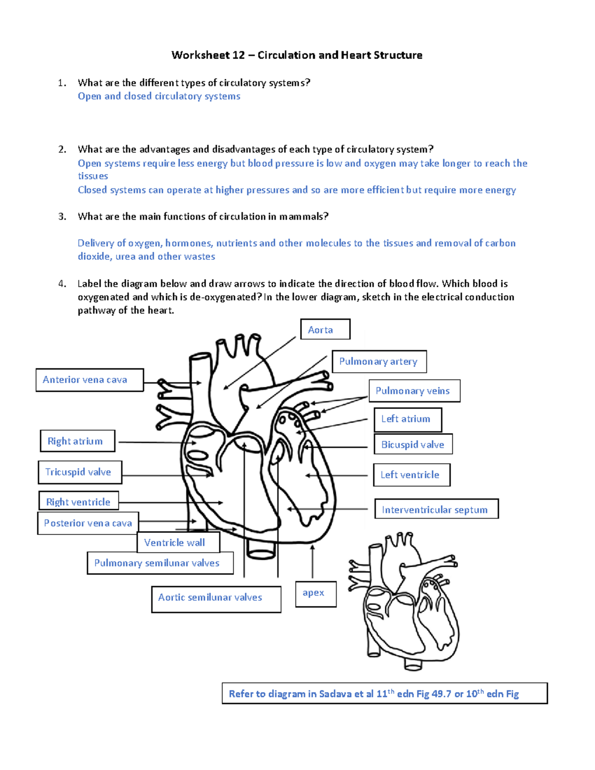 10002 Worksheet 12 Circulation and Heart Structure ANS - Warning: TT ...