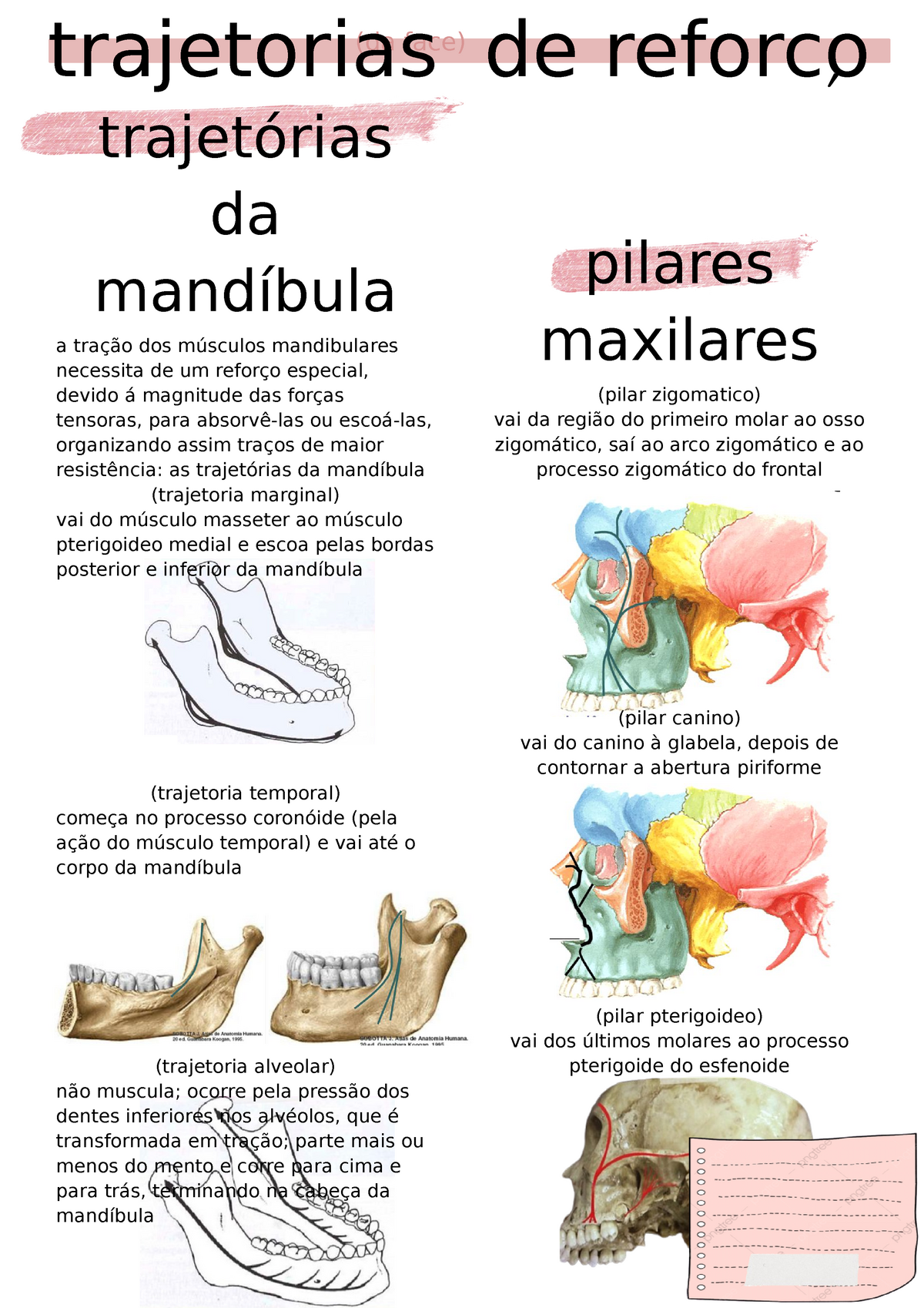 Maxila e Mandíbula - Morfologia