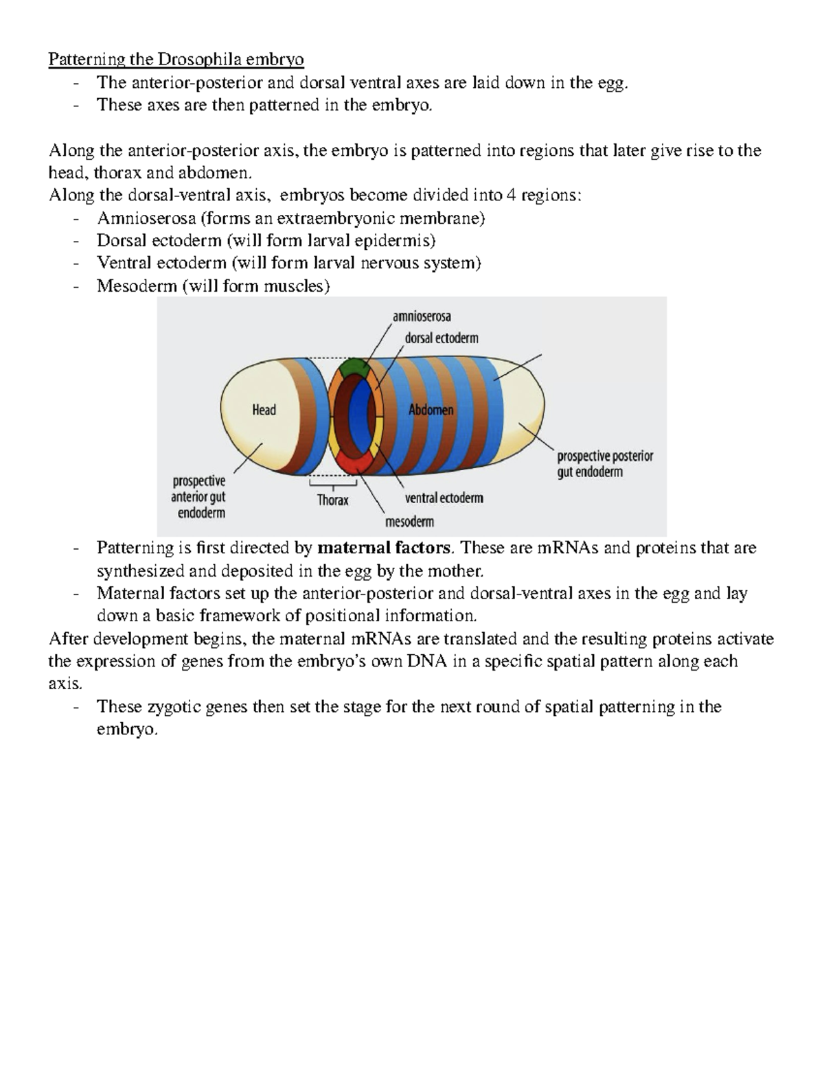 Lecture 8 Patterning the Drosophila embryo The anteriorposterior