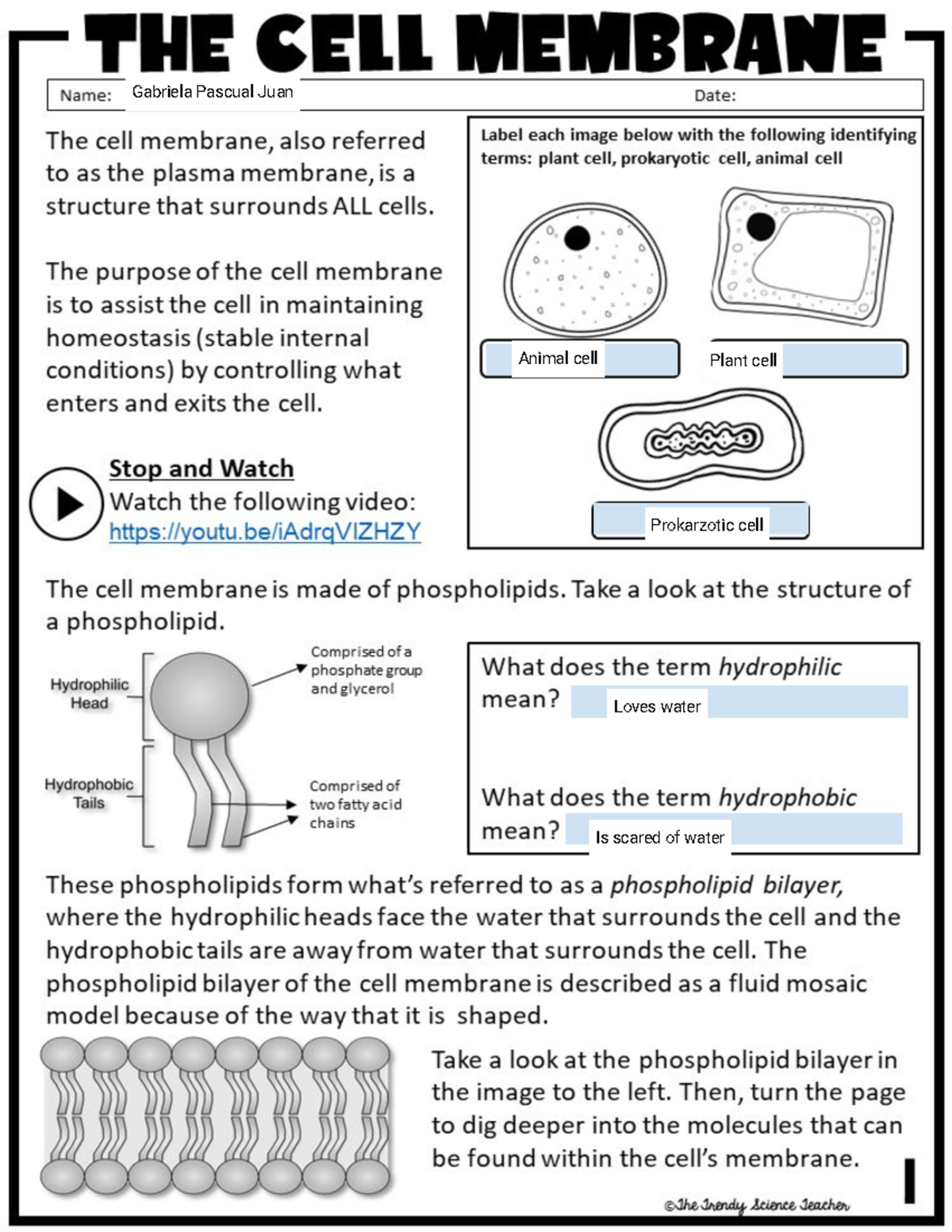 cell membrane close reading assignment