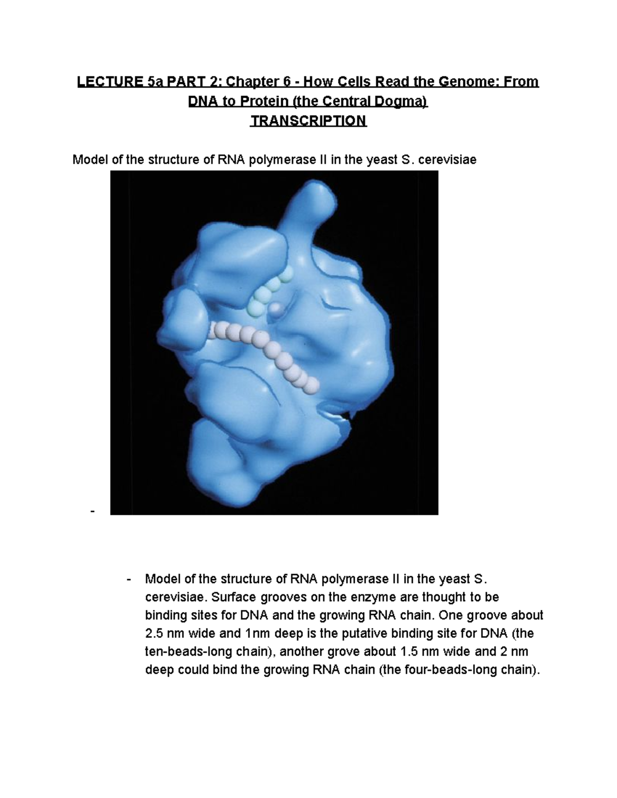 BIO 209 Lecture 5a Notes Part 2 - LECTURE 5a PART 2: Chapter 6 - How ...