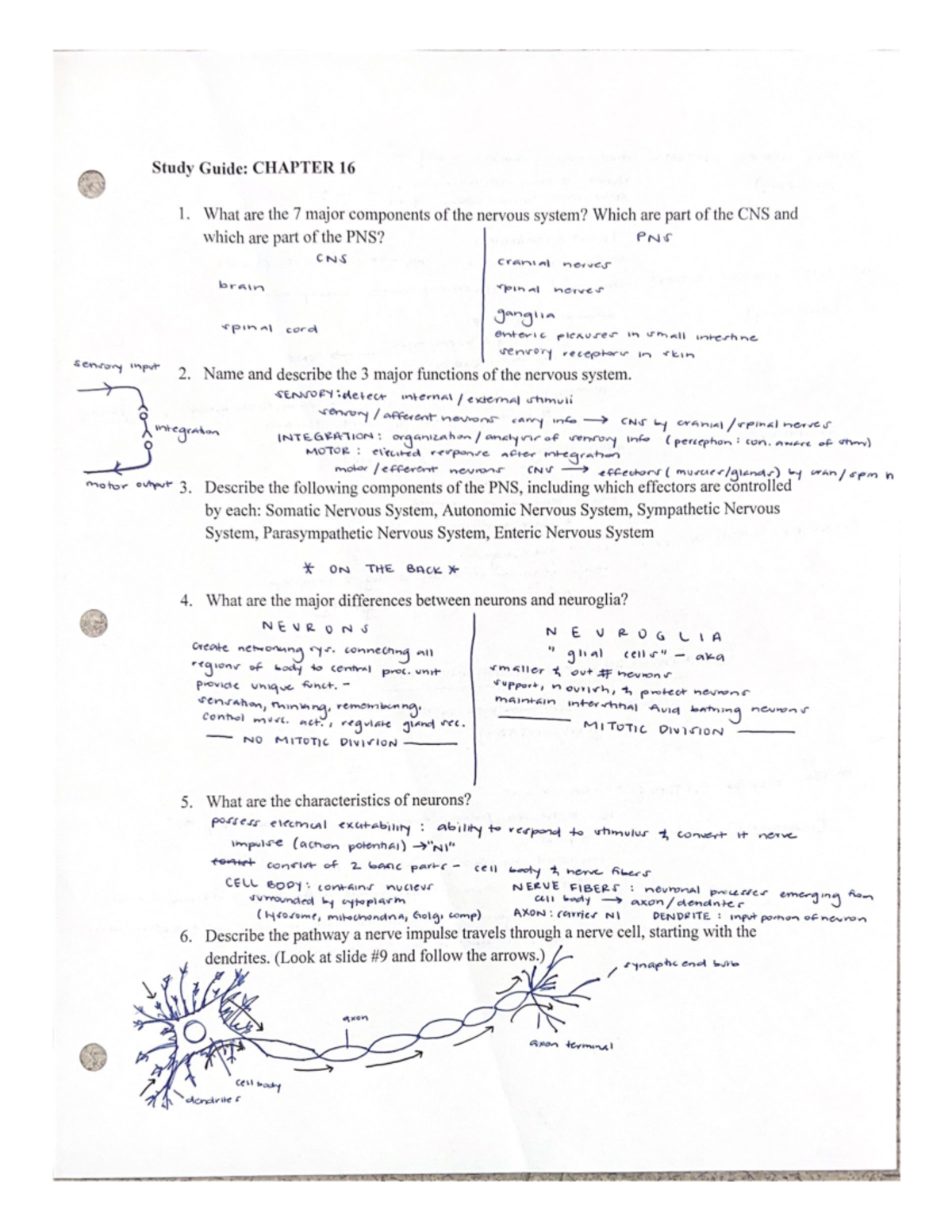 Anatomy SG 16 - Study Guide for Nervous System - BIOL 2320 - Studocu