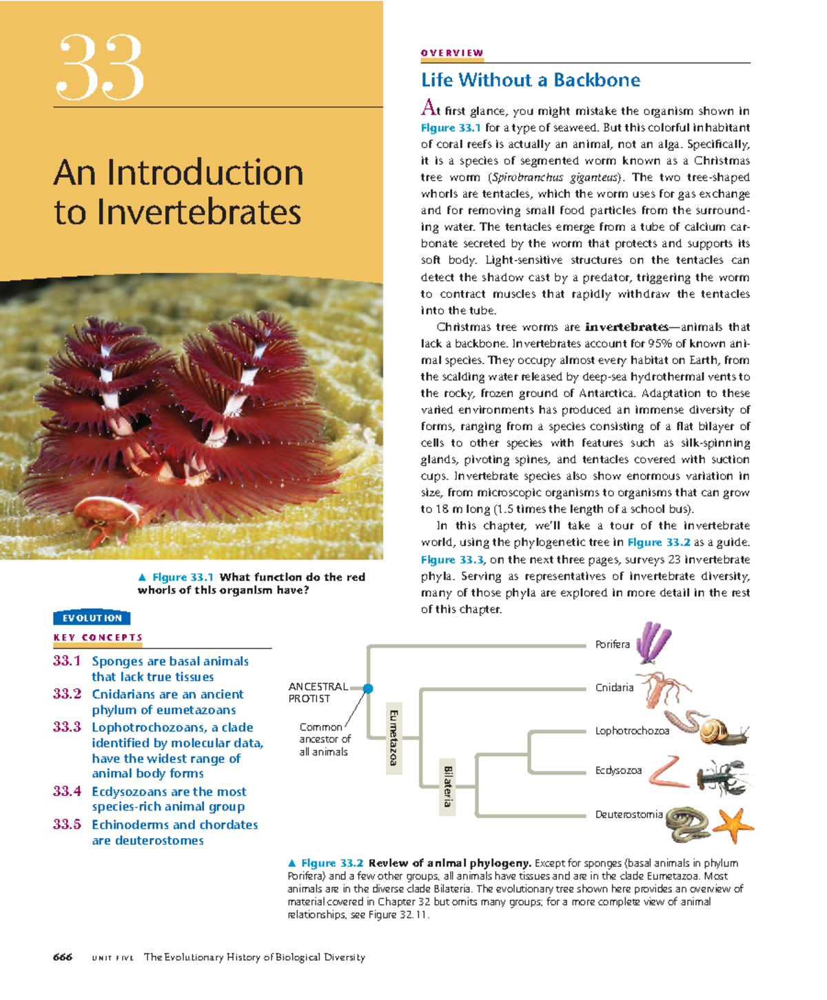 Invertebrates Cap 33 Cambell K E Y C O N C E P T S 33 Sponges are
