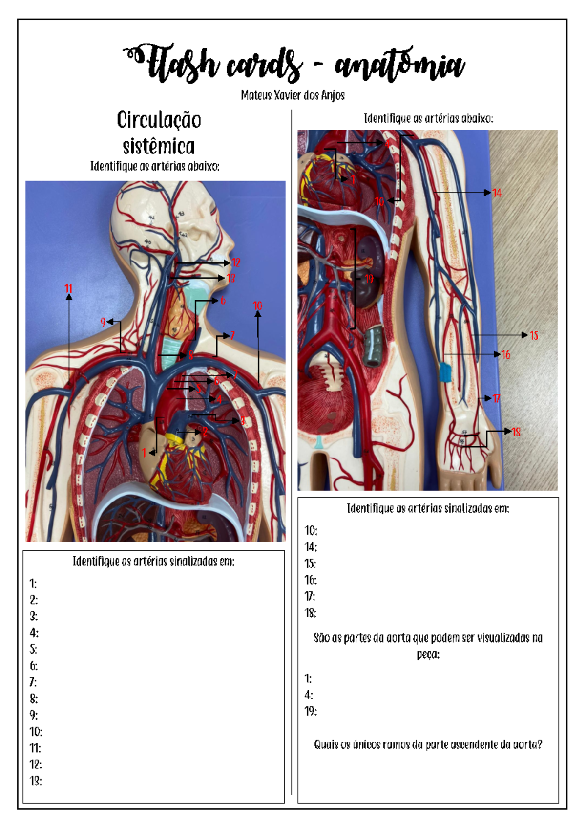 Flash Cards - Anatomia - Habilidades Médicas - Flash cards - anatomia ...