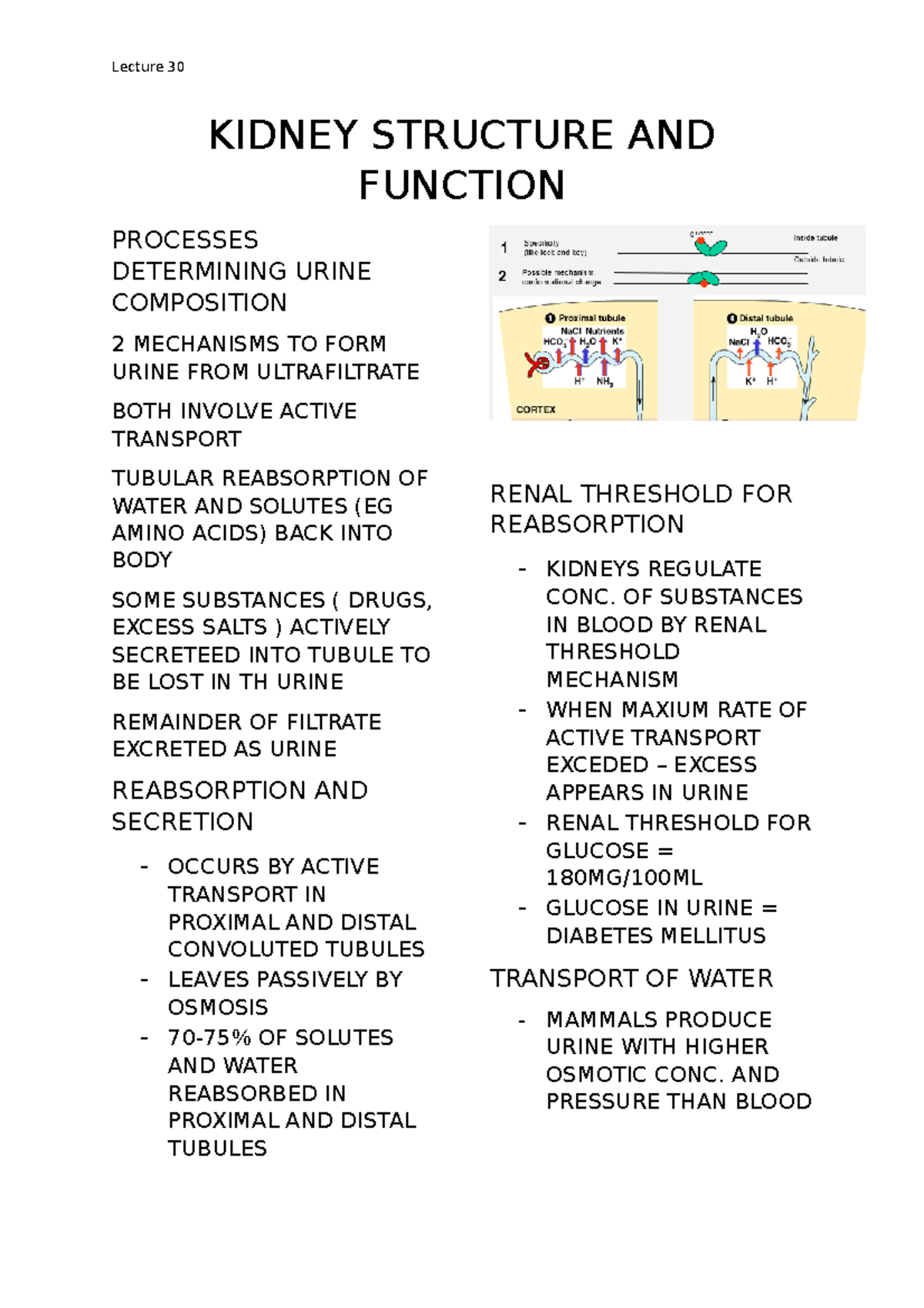 L30 -kidney structure and function - KIDNEY STRUCTURE AND FUNCTION ...