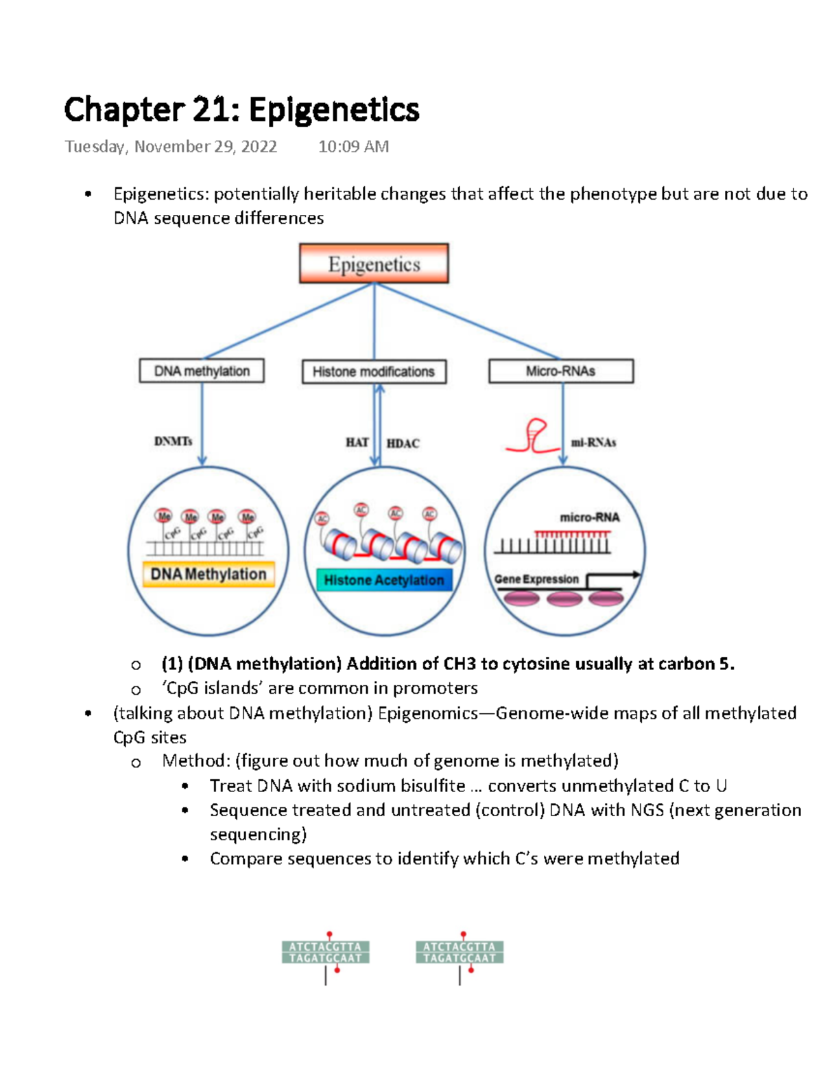 Module 4 Chapter 21 Epigenetics (lecture) - Epigenetics: Potentially ...