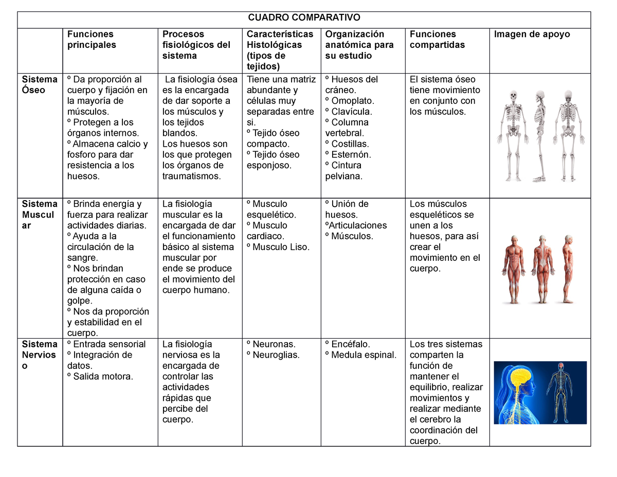 Cuadro Comparativo Sistema Oseo Y Muscular Morfofisiolog A Grupo Sexiz Pix