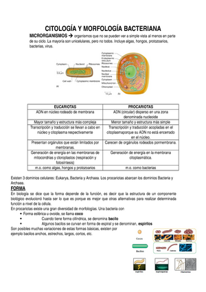1 Citologia Y Morfologia Bacteriana Studocu
