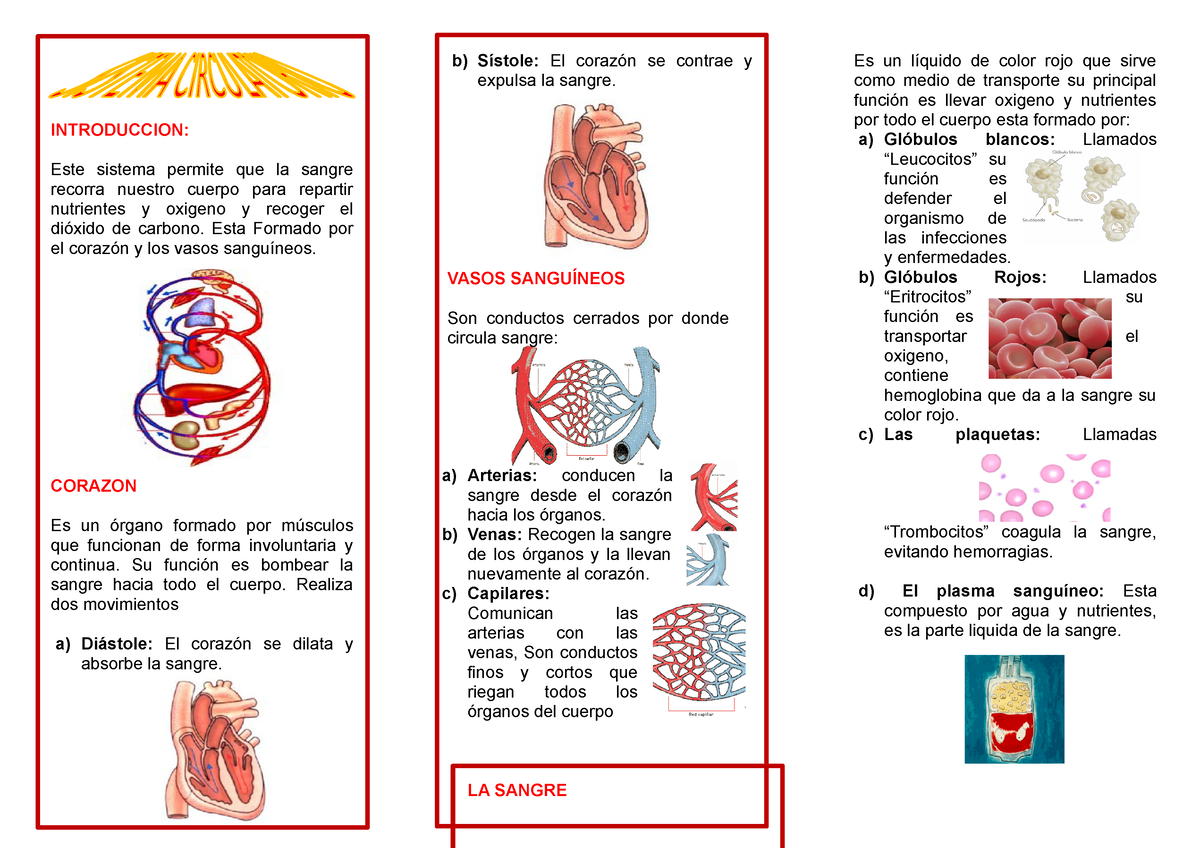 Sistema Circulatorio Triptico El Sistema Circulatorio El Sistema My Porn Sex Picture 