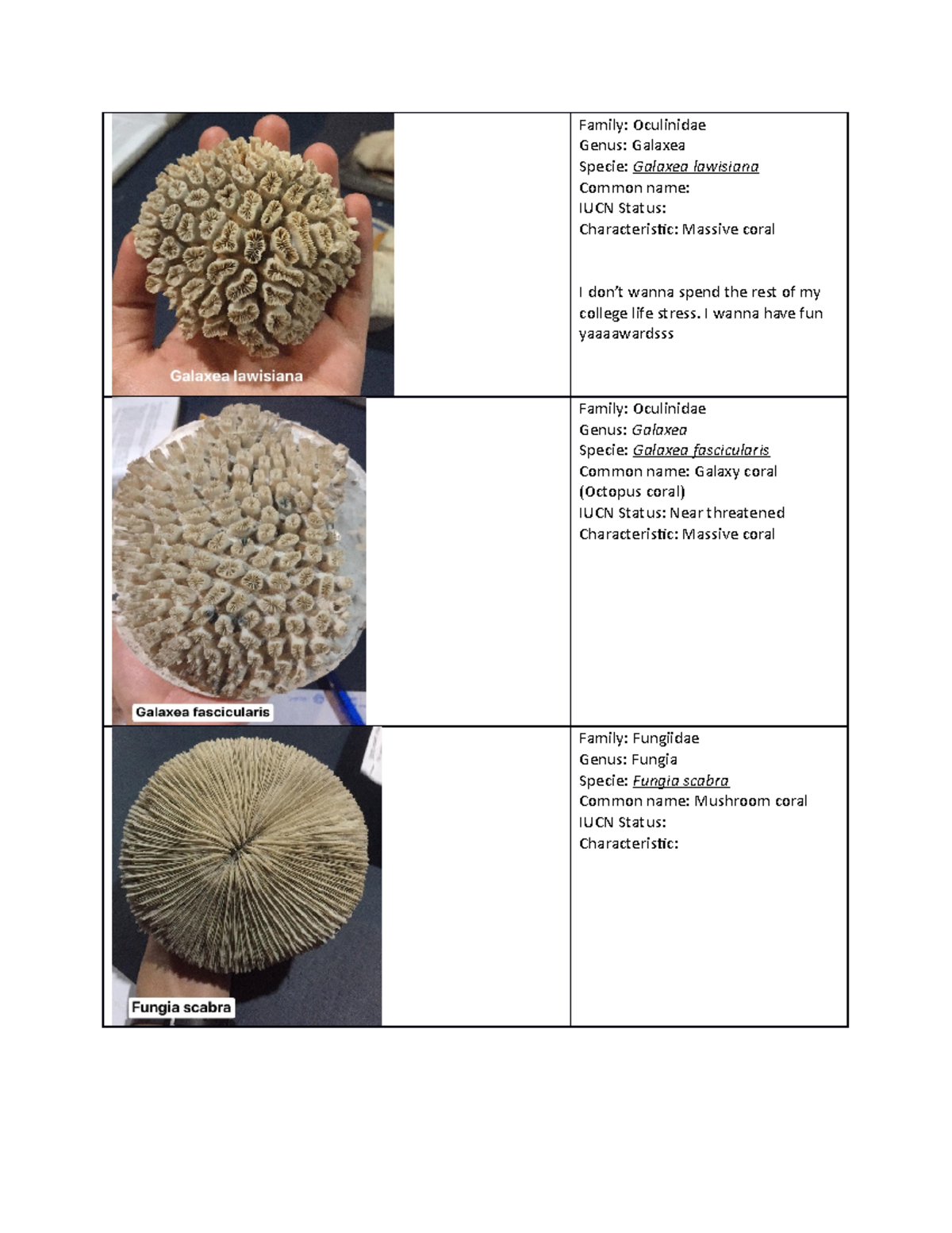 (for exam) Original Corals Family Oculinidae Genus Galaxea Specie Galaxea lawisiana Common