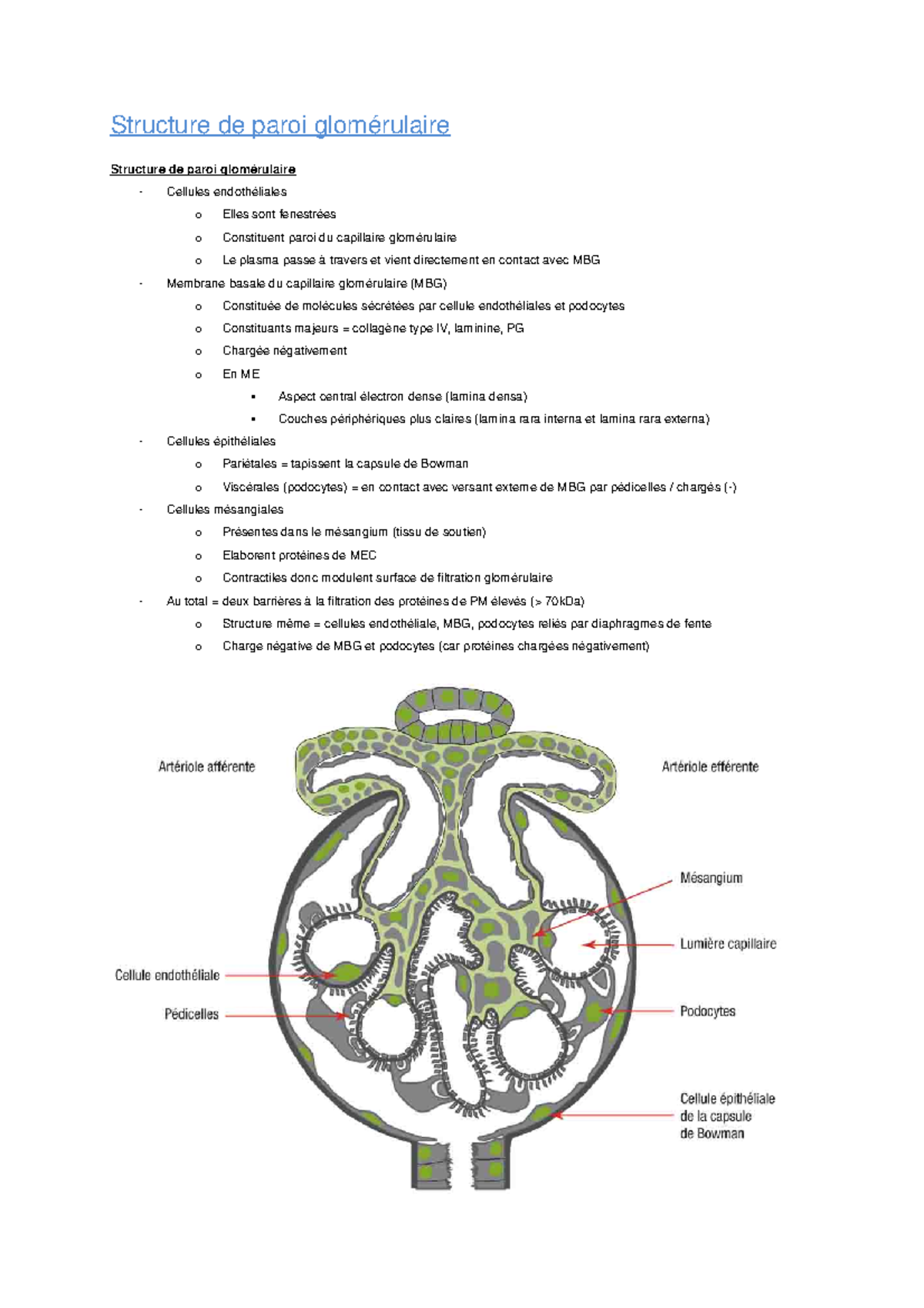 Atteinte Glomerulaire Studocu