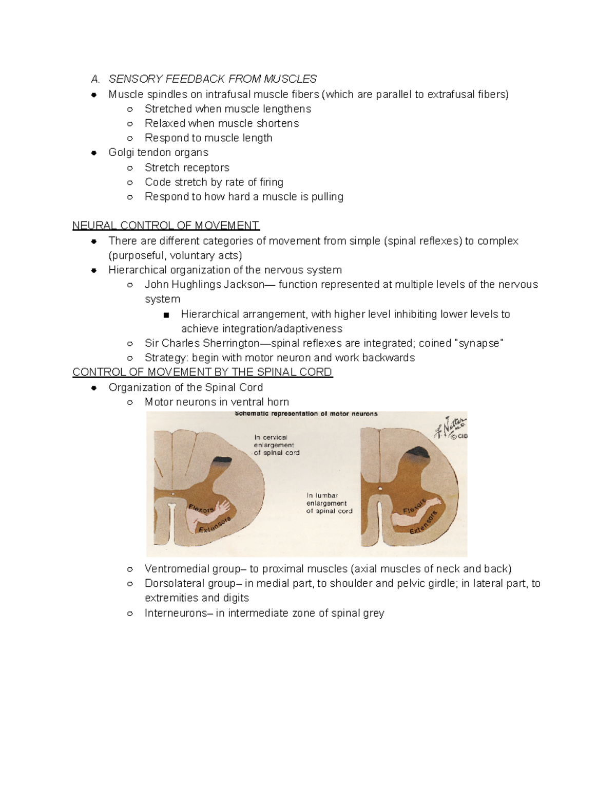 BBB Chapter 10 Notes Part 3 - A. SENSORY FEEDBACK FROM MUSCLES Muscle ...