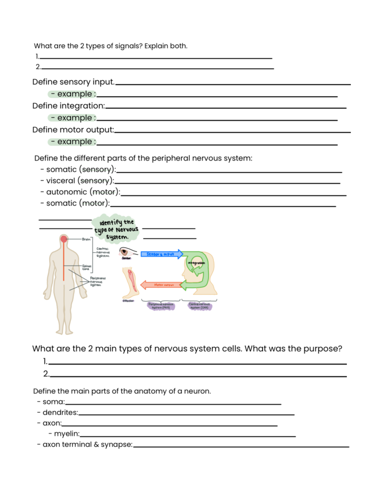 Nerves Anatomy & Physiology - What Are The 2 Types Of Signals? Explain ...