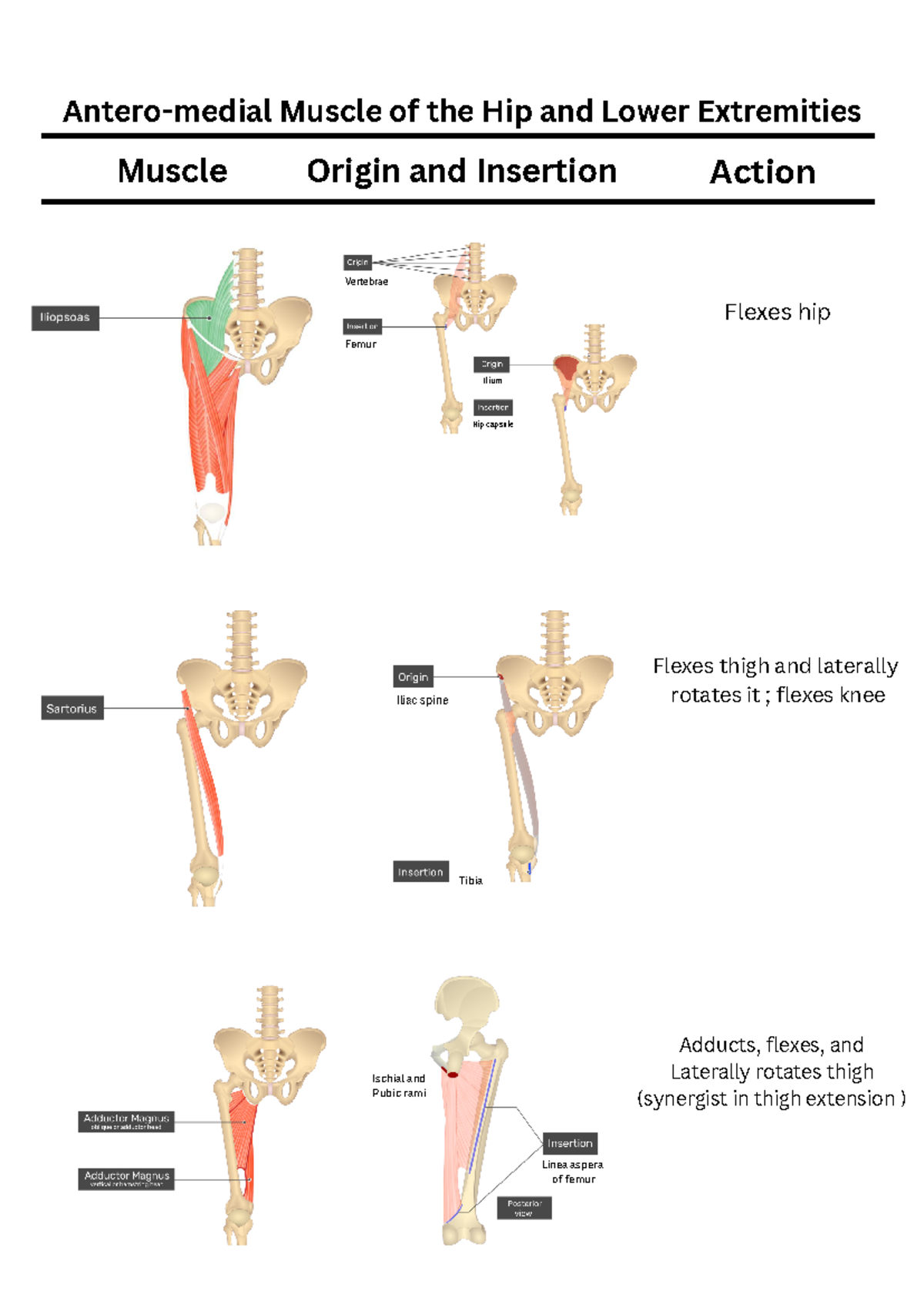 Antero-medial-Muscle-of-the-Hip-and-Lower-Extremeties 20241002 183624 ...