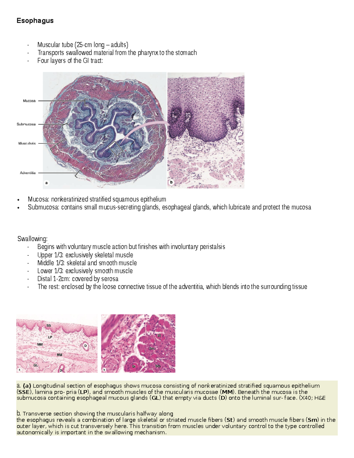 Esophagus HISTOLOGY unfinished - Esophagus - Muscular tube (25-cm long ...