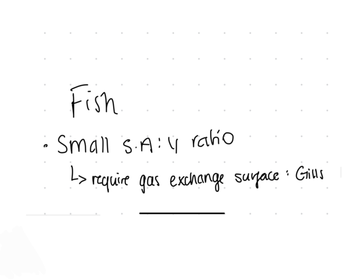 Untitled (Draft) - fish - Fish Small S : 4 raho require gas exchange ...