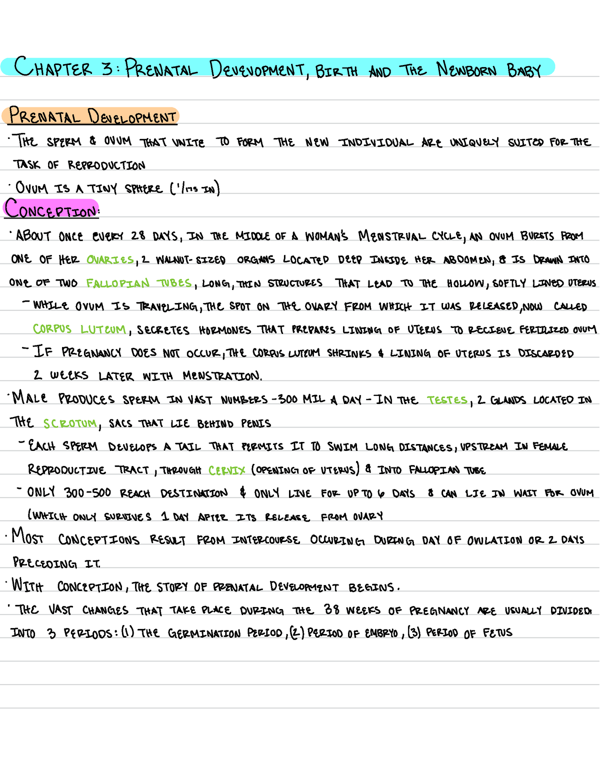 Human Development Ch3 Chapter 3 Prenatal Development Birth And