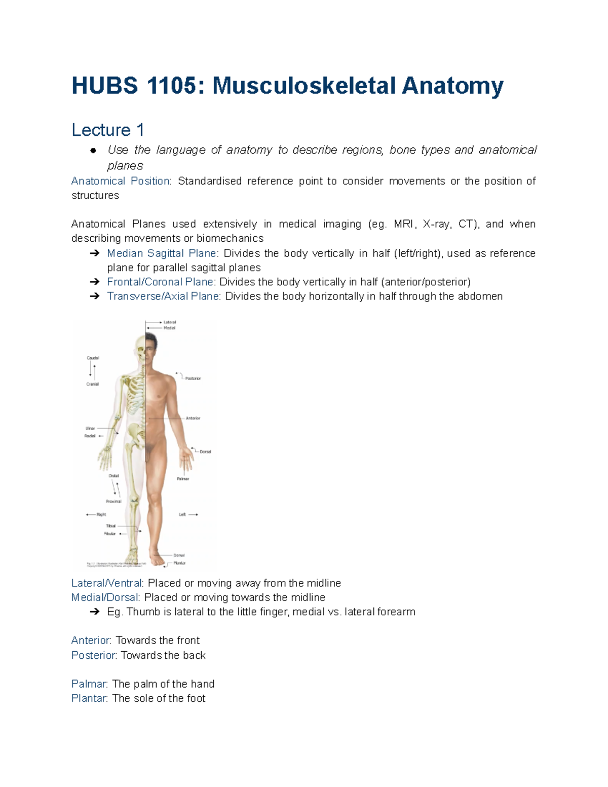 HUBS 1105 Lecture notes HUBS 1105 Musculoskeletal Anatomy Lecture