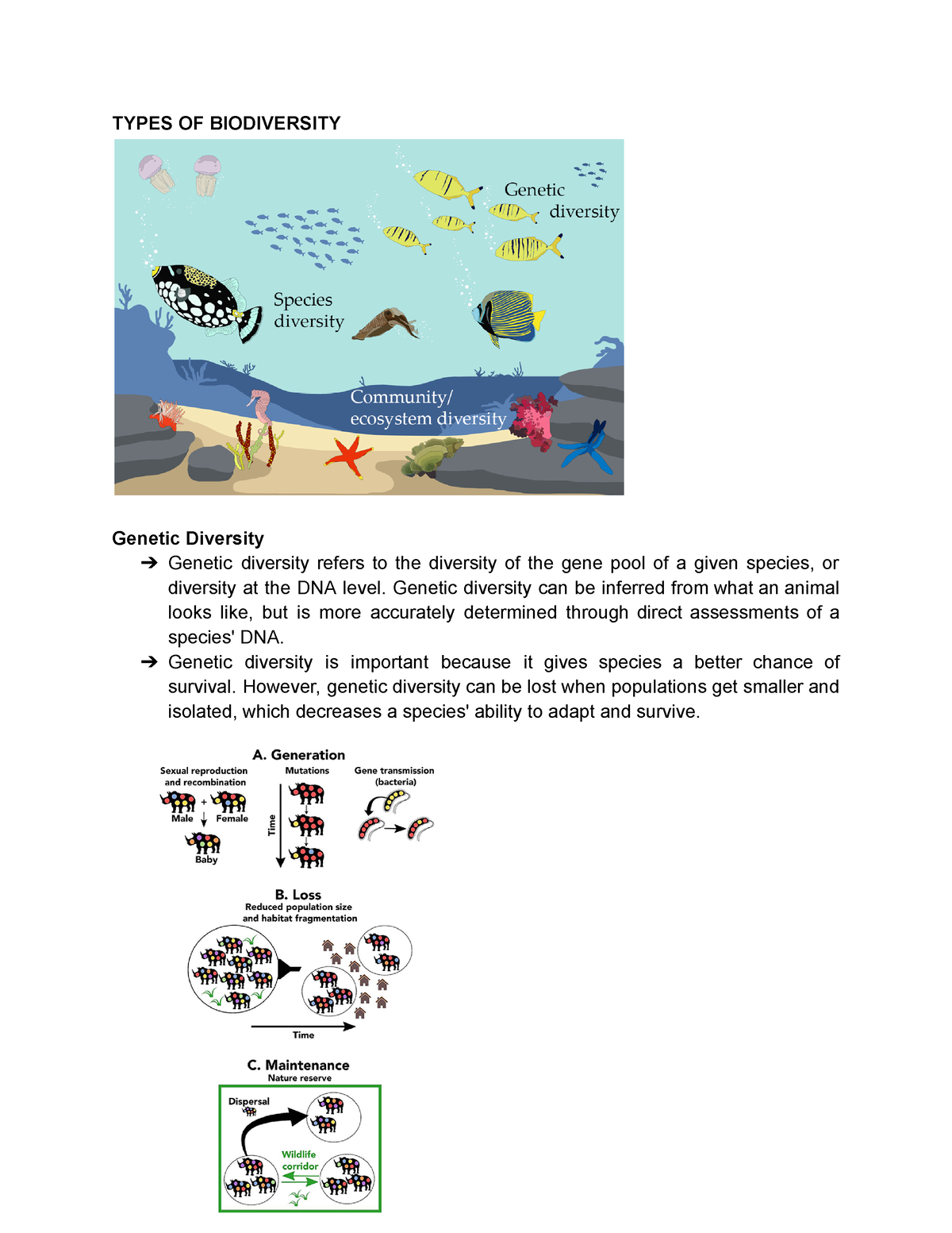 Types OF Biodiversity - Summary - TYPES OF BIODIVERSITY Genetic ...