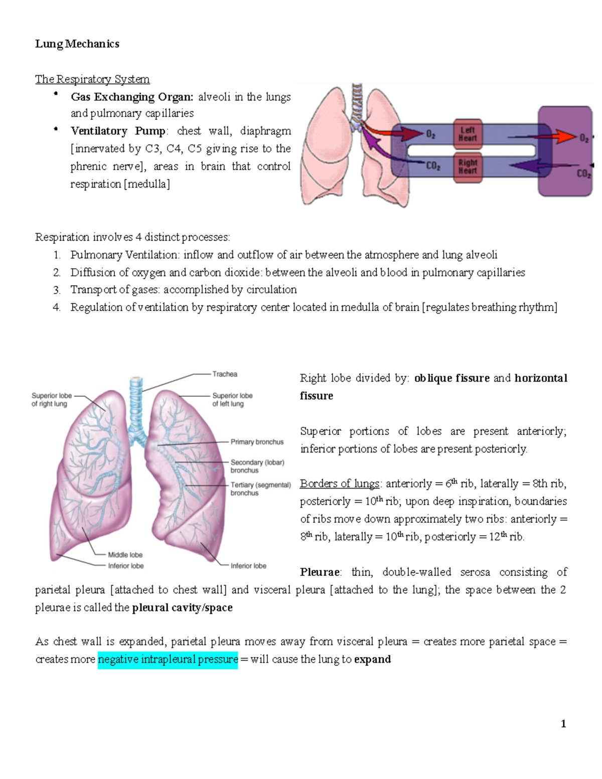 Fisiologia Resp - Lung Mechanics The Respiratory System - Gas ...