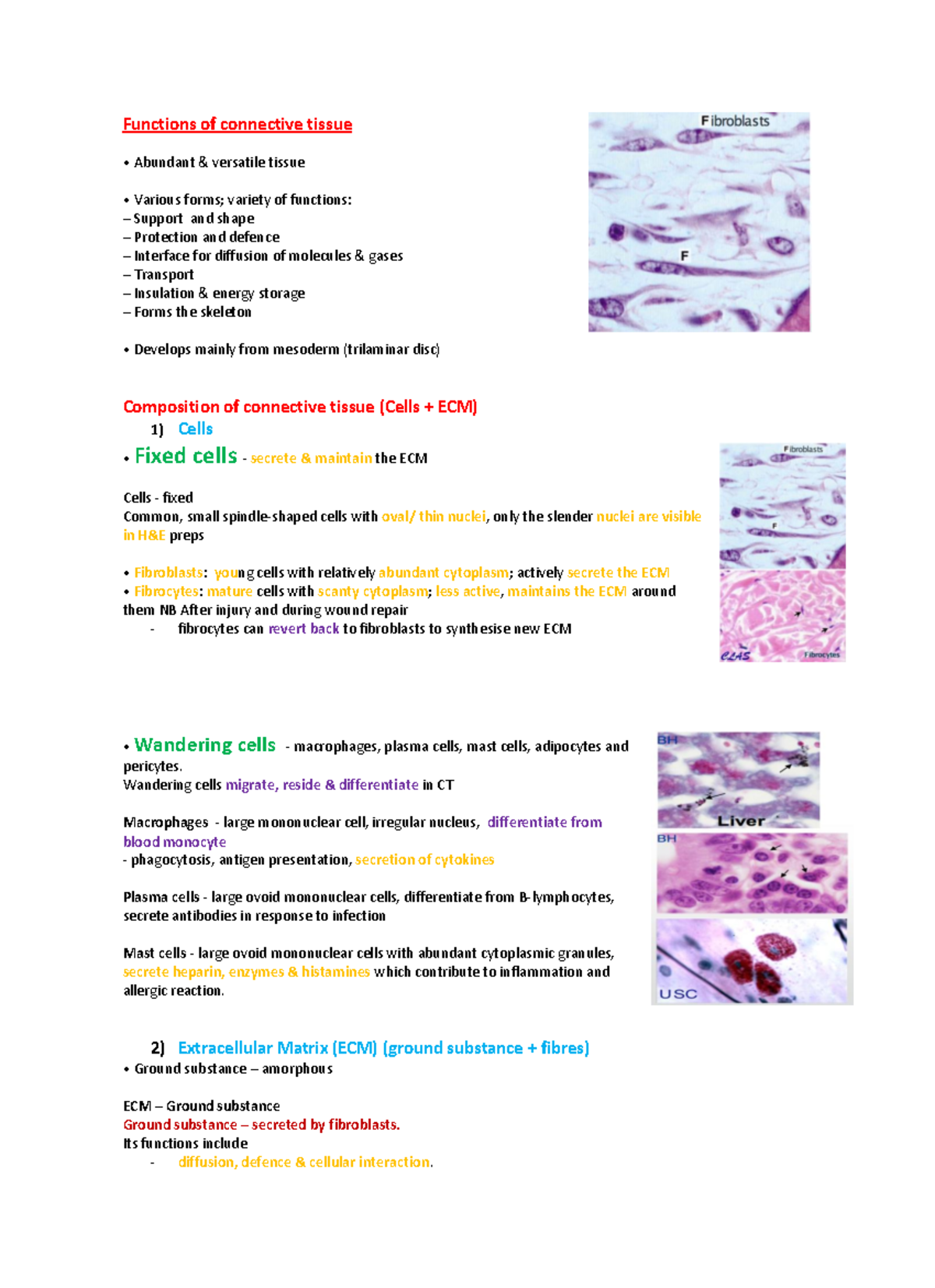 Cartilage Summary for Year 1 - Functions of connective tissue ͻ ďƵŶĚĂŶƚ ...