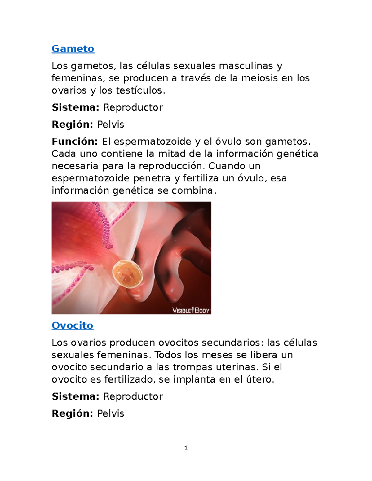 Gameto - analicis - Gameto Los gametos, las células sexuales masculinas ...