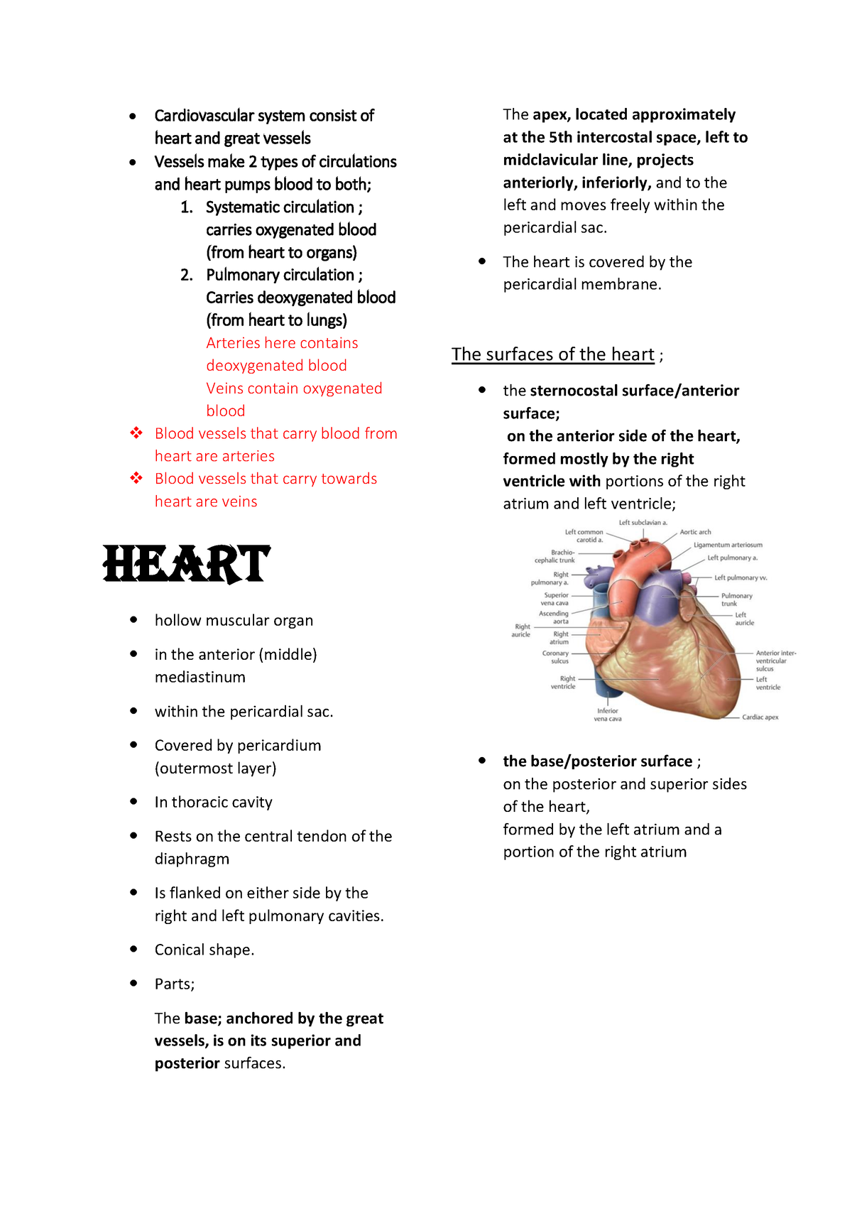 Heart - Cardiovascular system consist of heart and great vessels ...