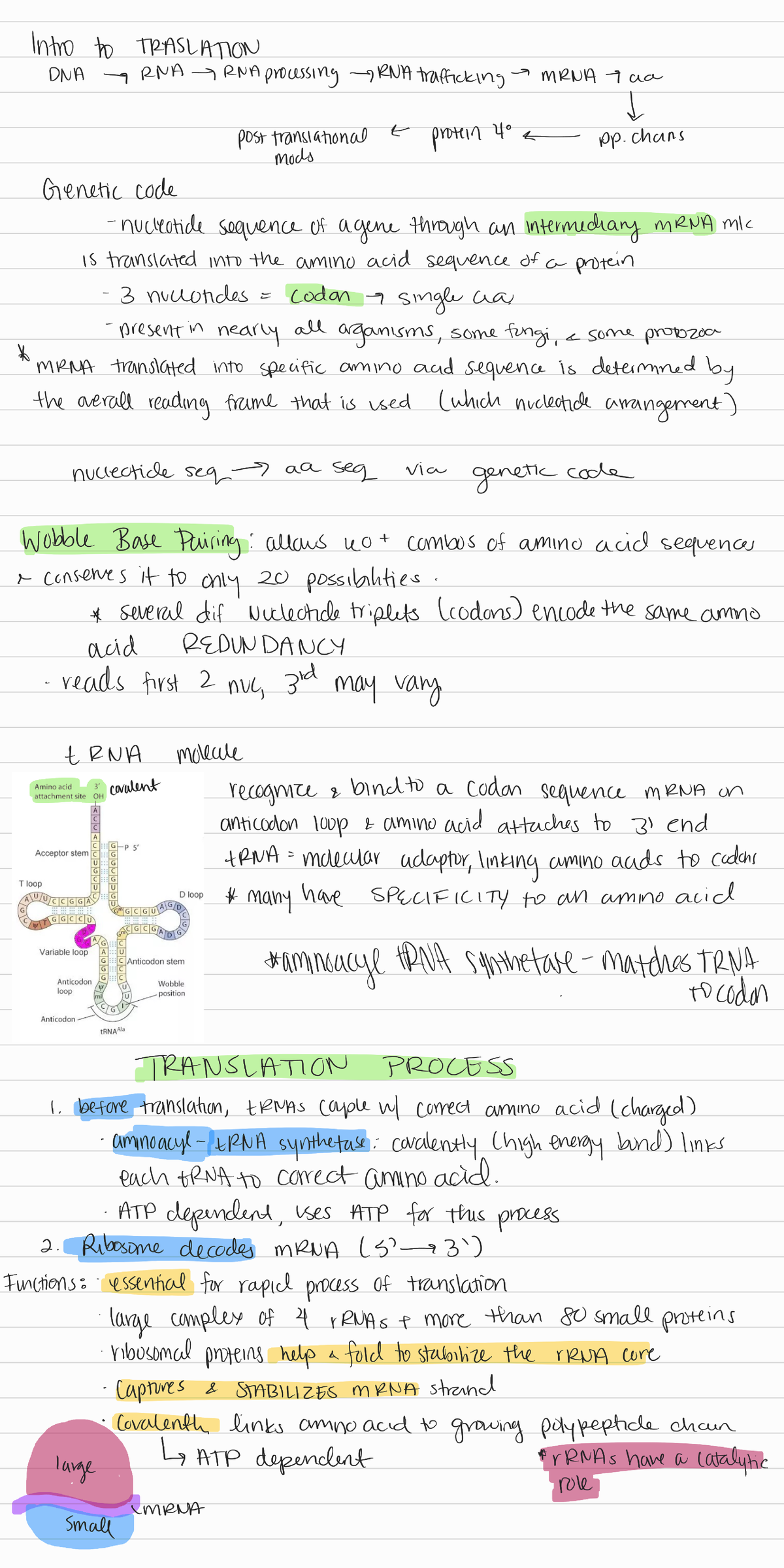 7 Translation - Dr. Harris - BIOL 300 - Studocu