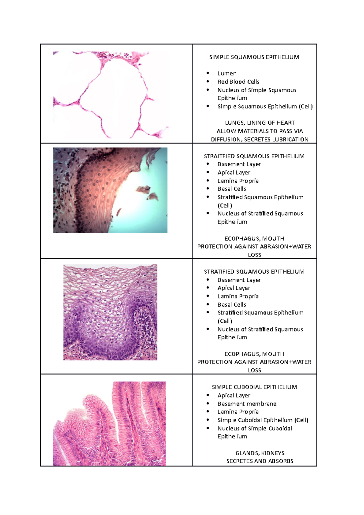 Histology Flashcard Answers SIMPLE SQUAMOUS EPITHELIUM Lumen Red Blood Cells Nucleus of Studocu